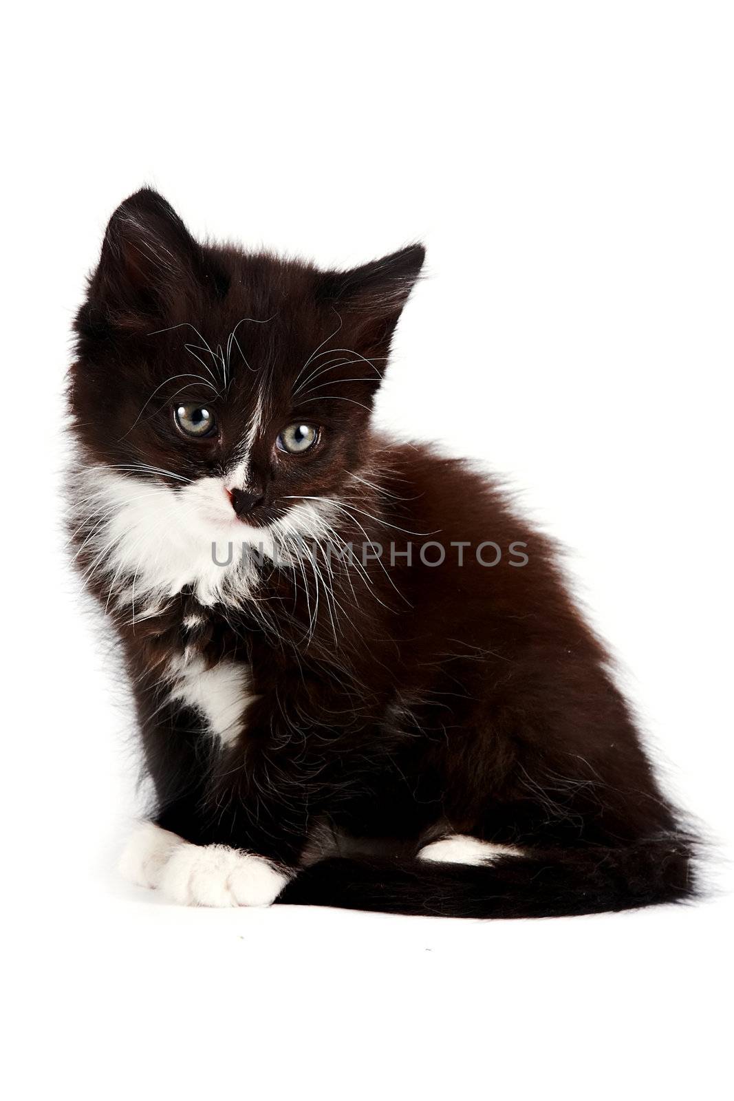 Black-and-white kitten on a white background