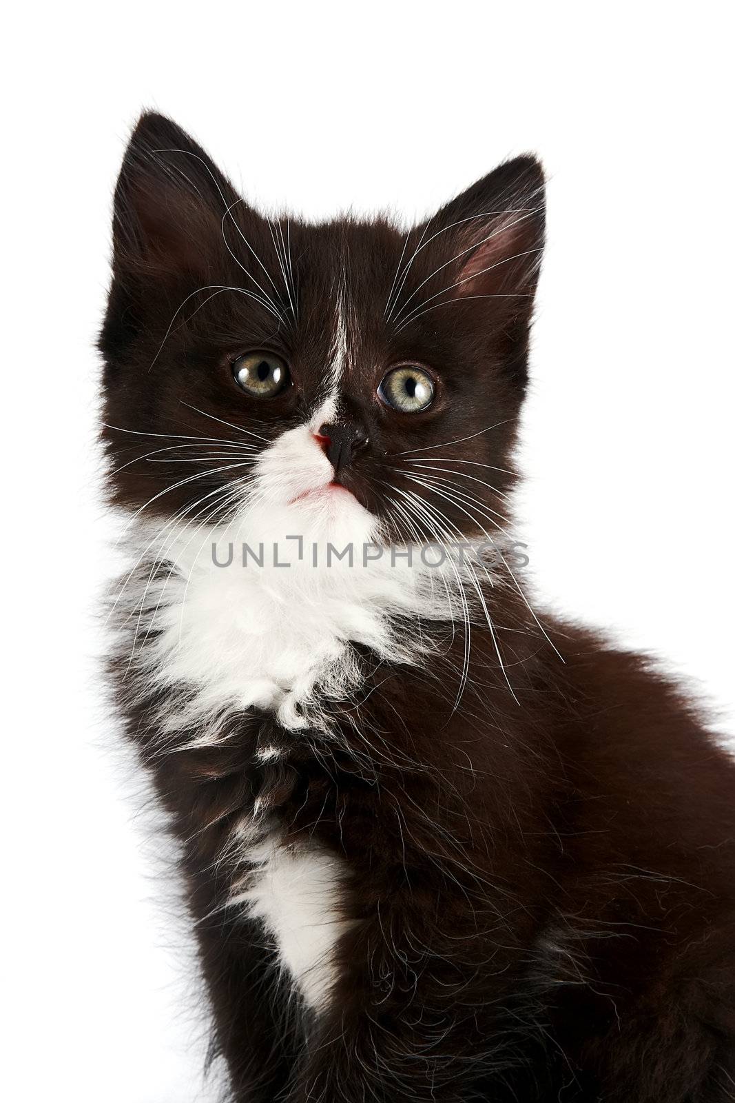 Portrait of a black-and-white kitten on a white background