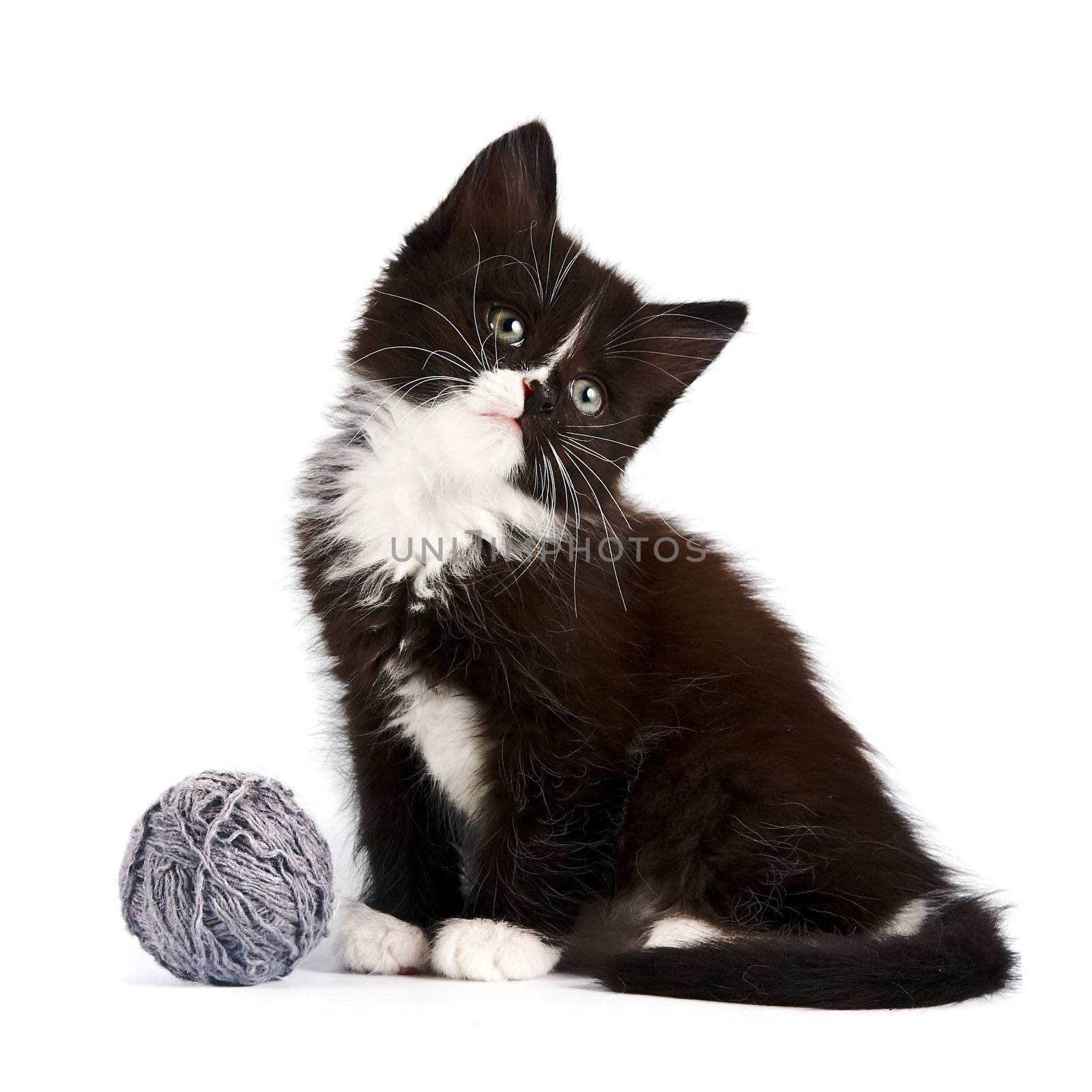 Black-and-white kitten with a woolen ball on a white background