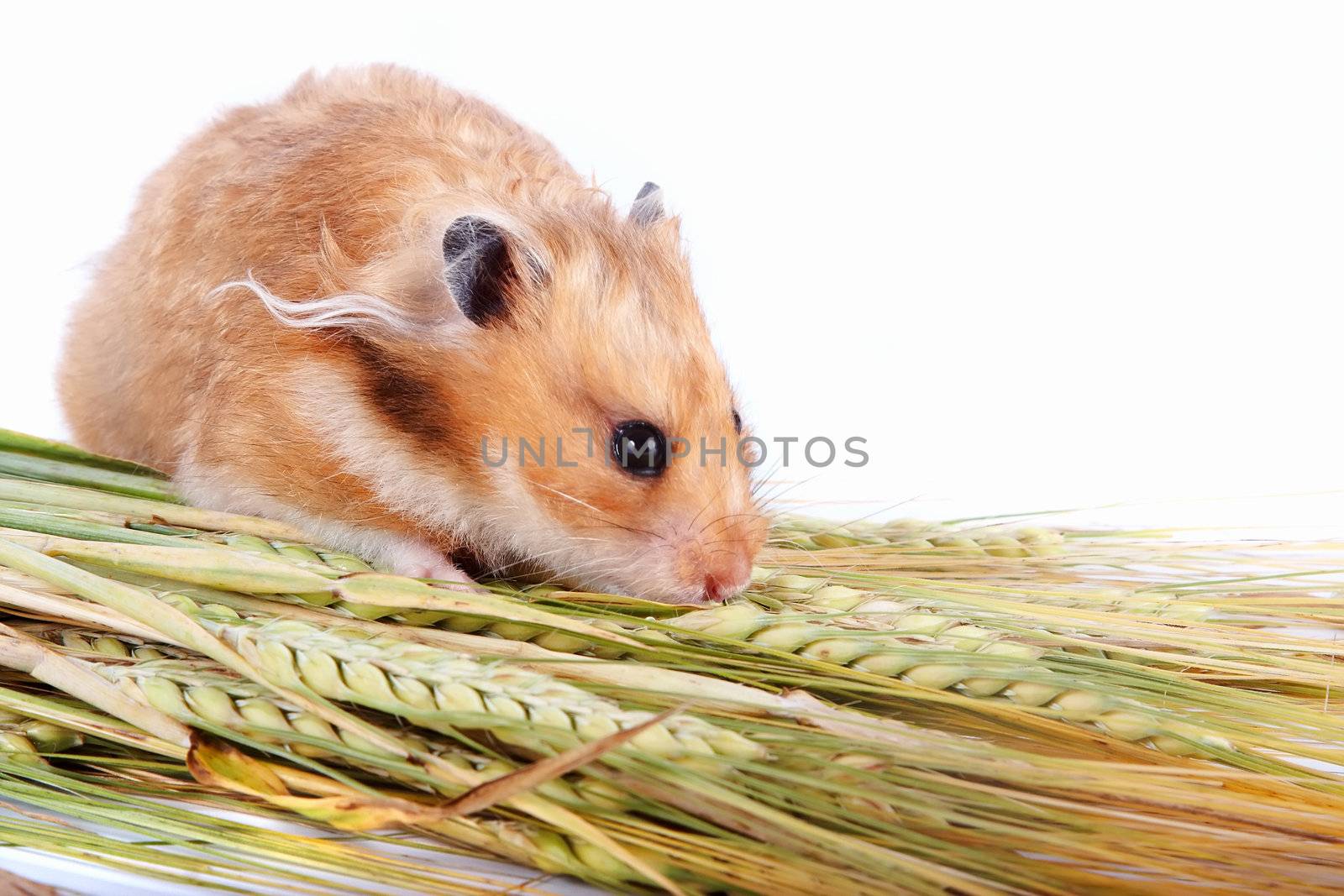 Hamster with food on a white background