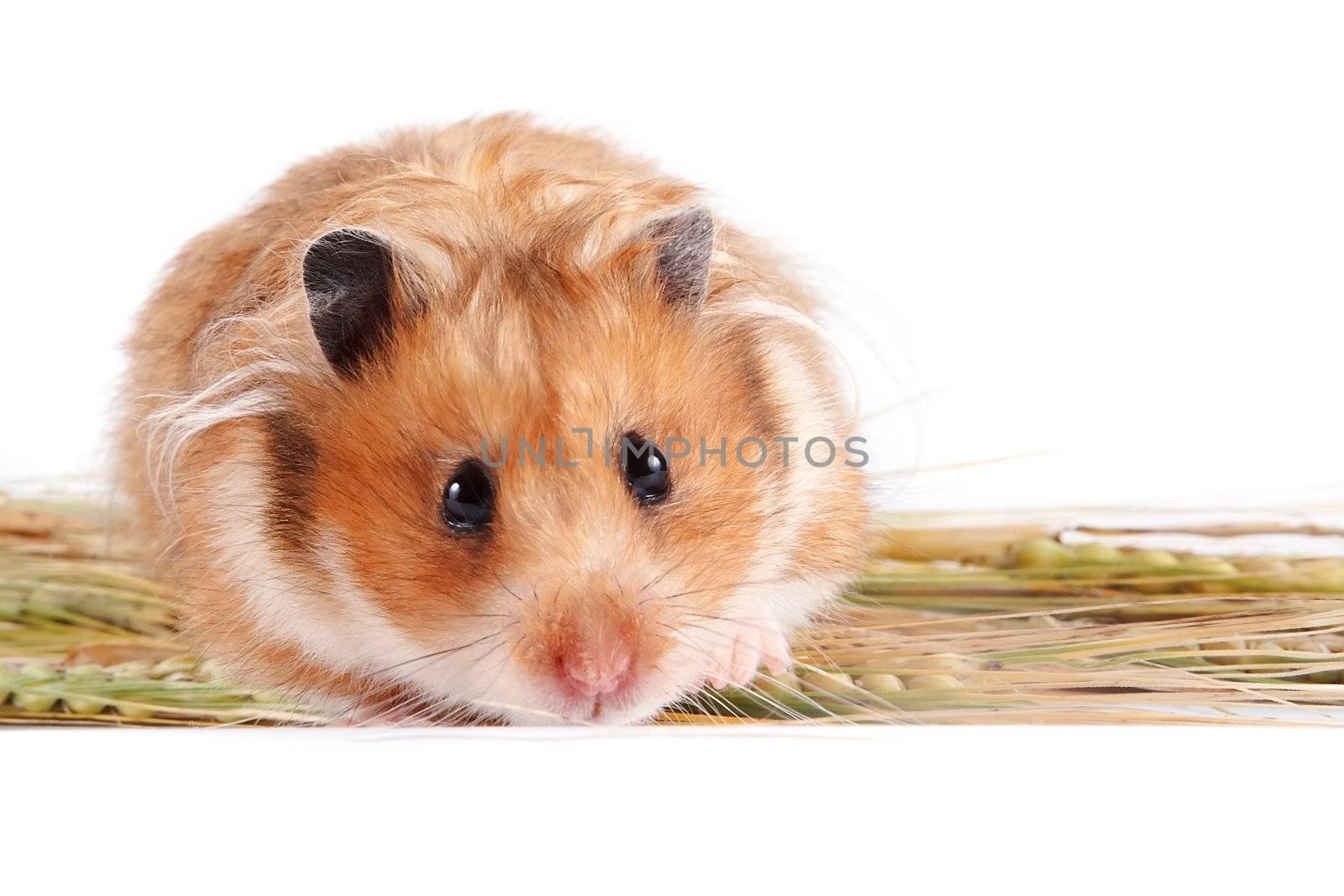 Hamster with food  by Azaliya