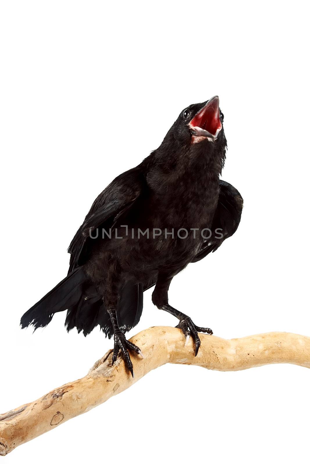 The bird a rook sits on a branch on a white background