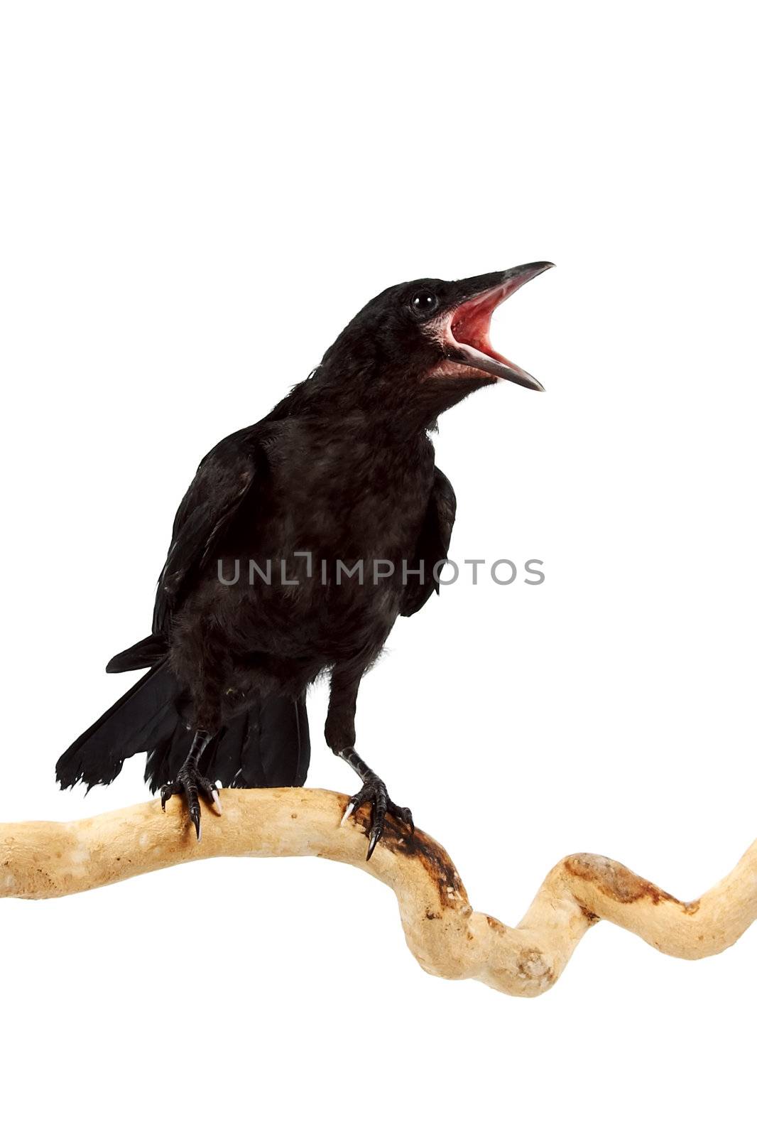 The bird a rook sits on a branch on a white background