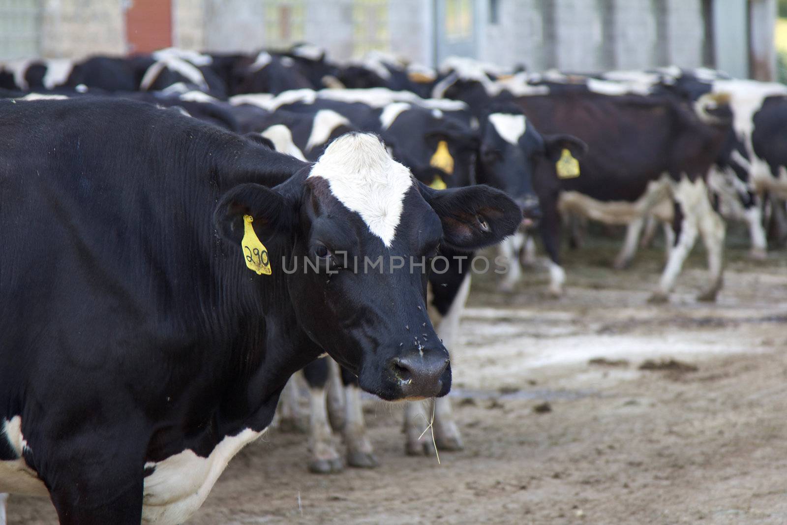 Barnyard with several black and white holstein cows