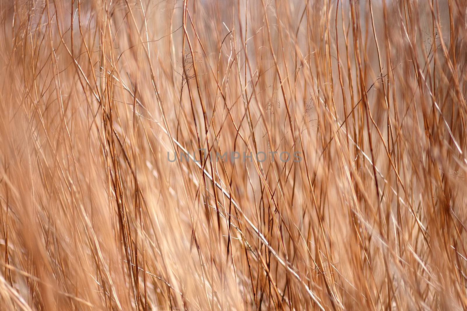 Background a structure - a dry grass by Azaliya