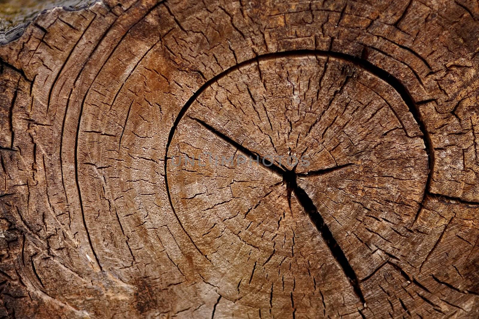 Structure a background - a tree trunk Cut