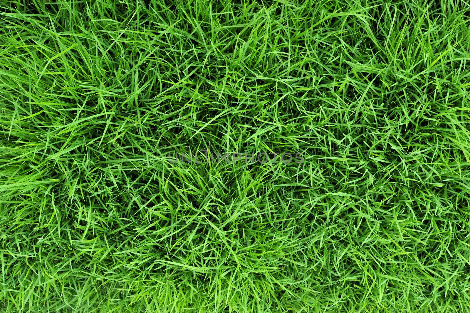 Grass by antpkr