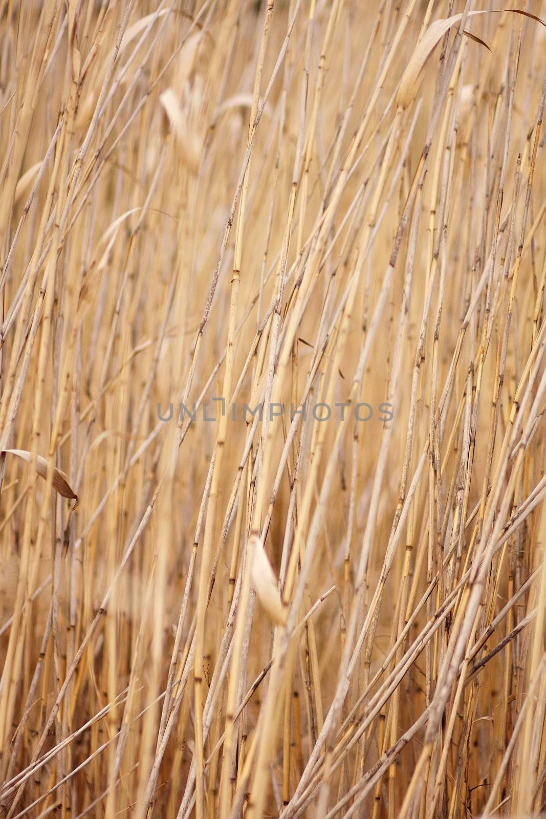 Abstract background.
Structure - the Dry reed, a cane