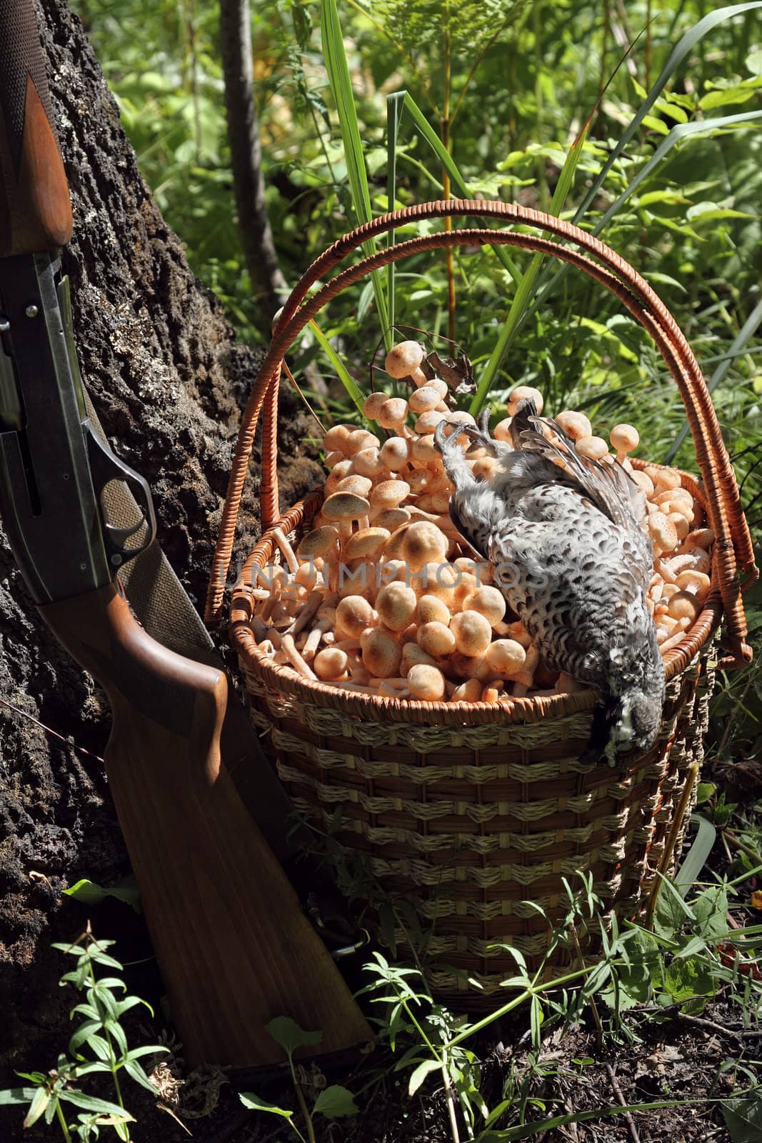 Gun, hazel grouse and a basket of mushrooms
