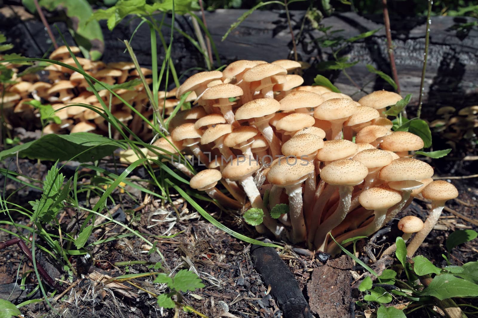 Mushrooms honey agarics autumn ( Armillariella mellea) 
