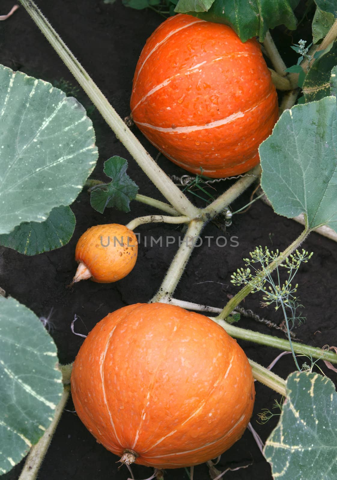 orange pumpkins growing in the garden