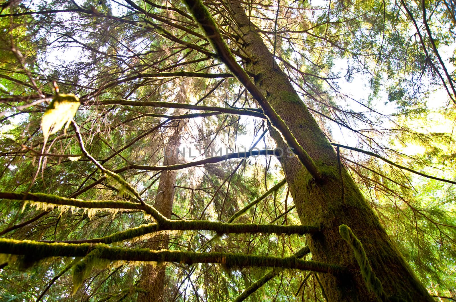 Trees in a wooded forest