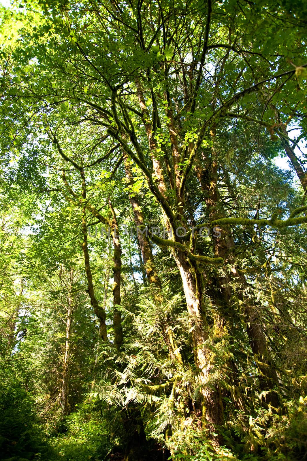 Trees in a wooded forest