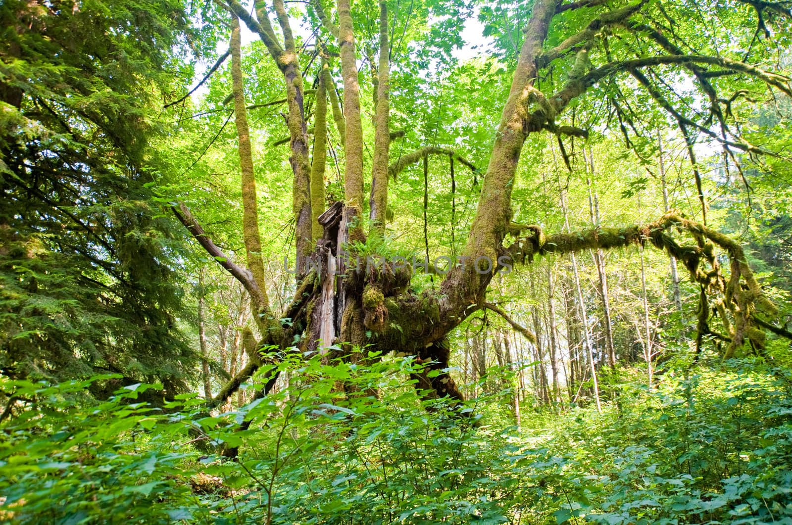 Trees in a wooded forest