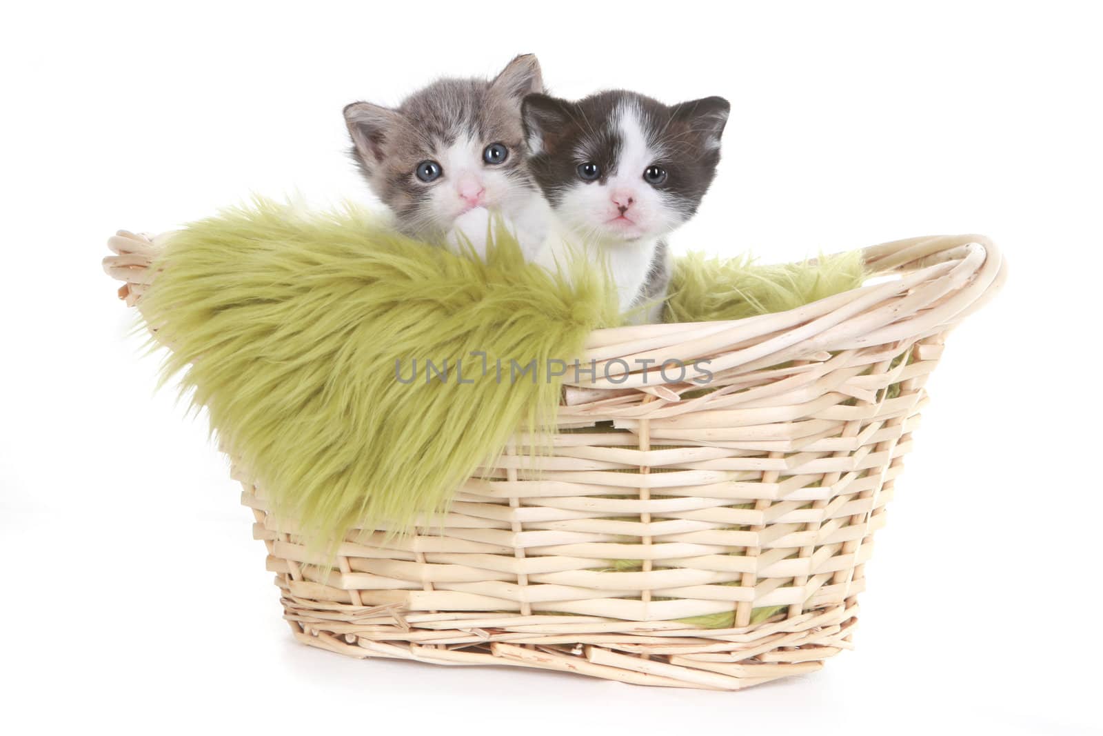 Cute Little Kitten Portrait in Studio on White Background