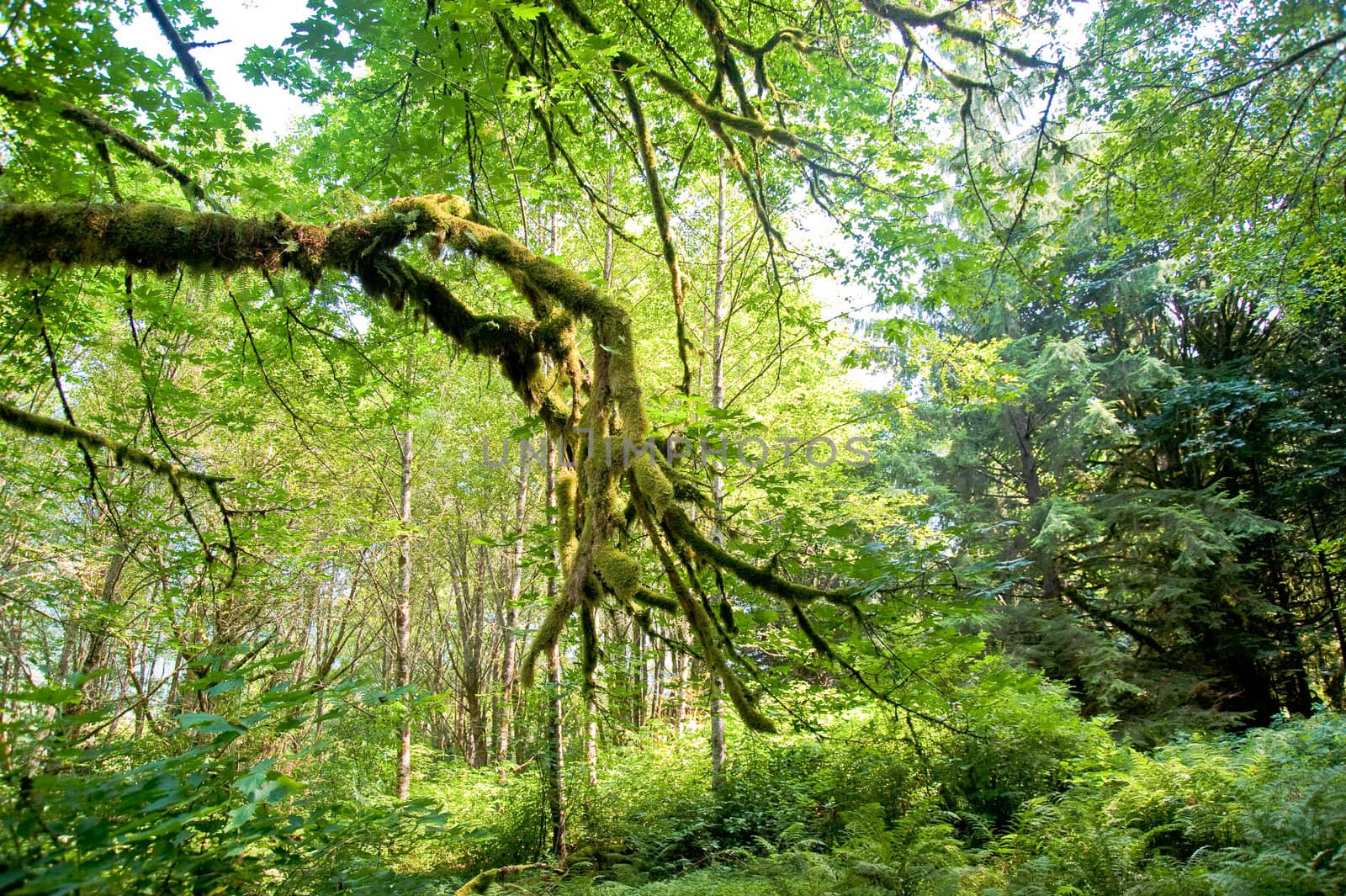 Trees in a wooded forest