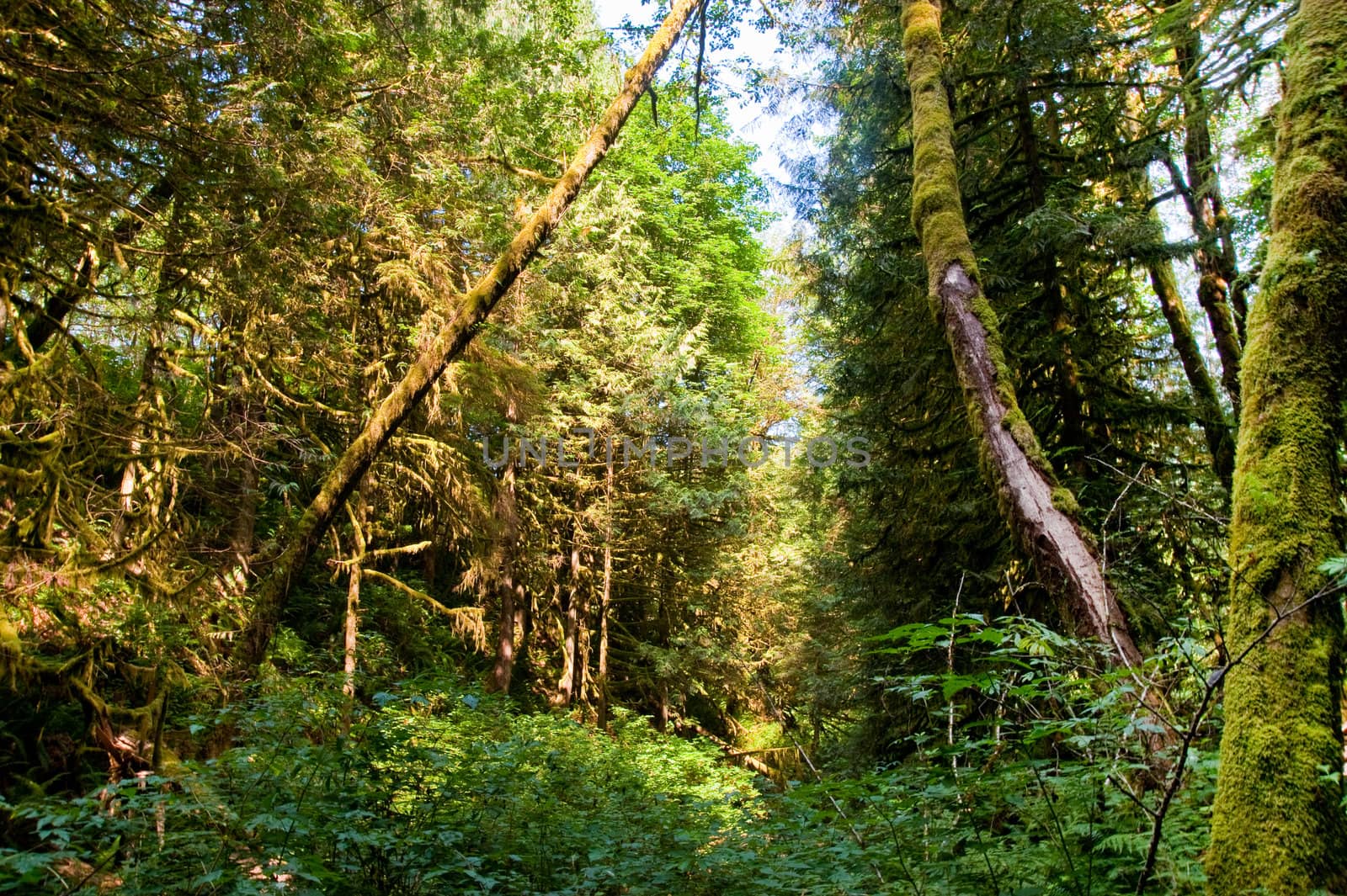 Trees in a wooded forest