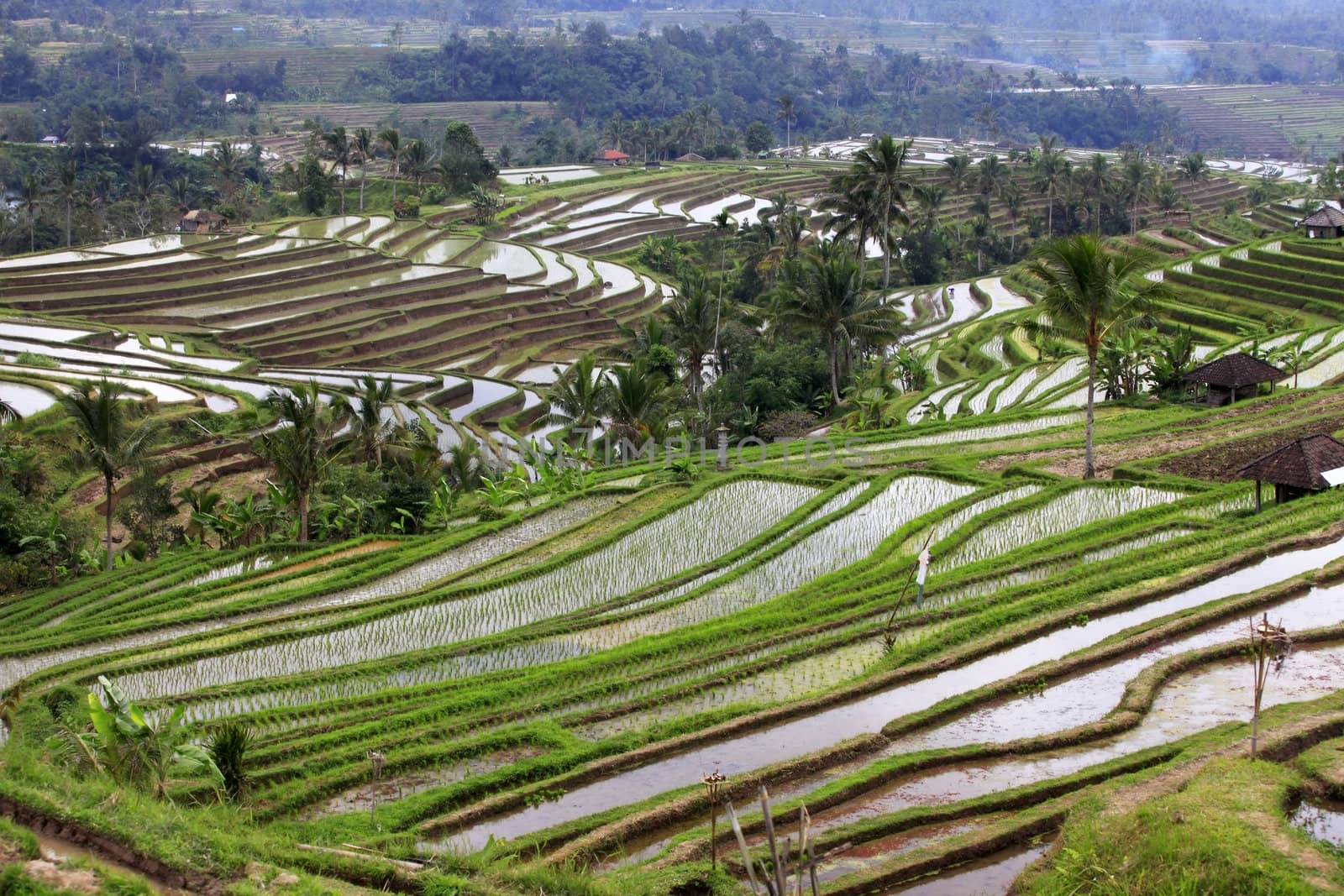 Terraced rice paddies with crops. Bali, indonesia