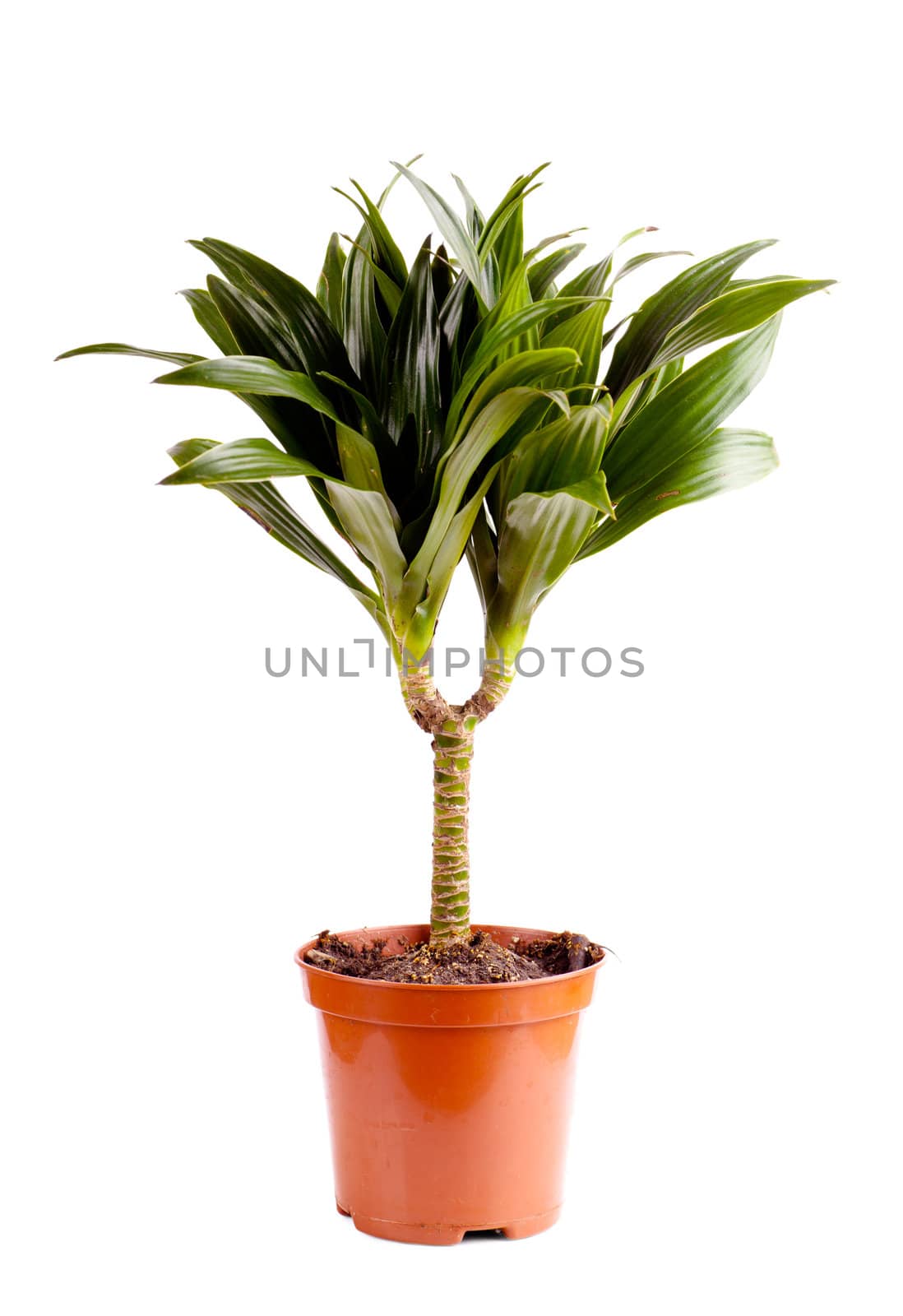 Closeup view of dracaena isolated over white