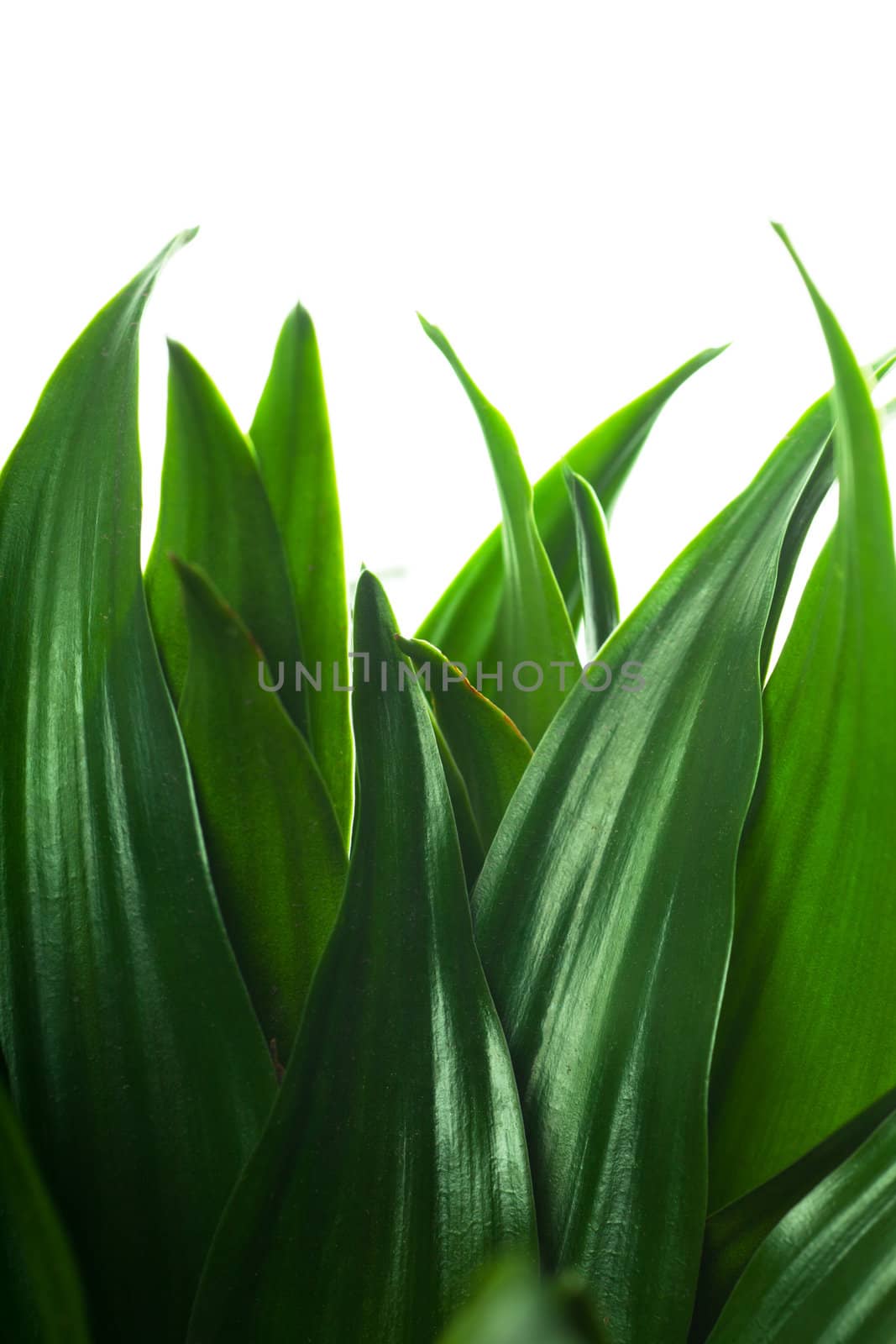 Fresh green leaves isolated over white background