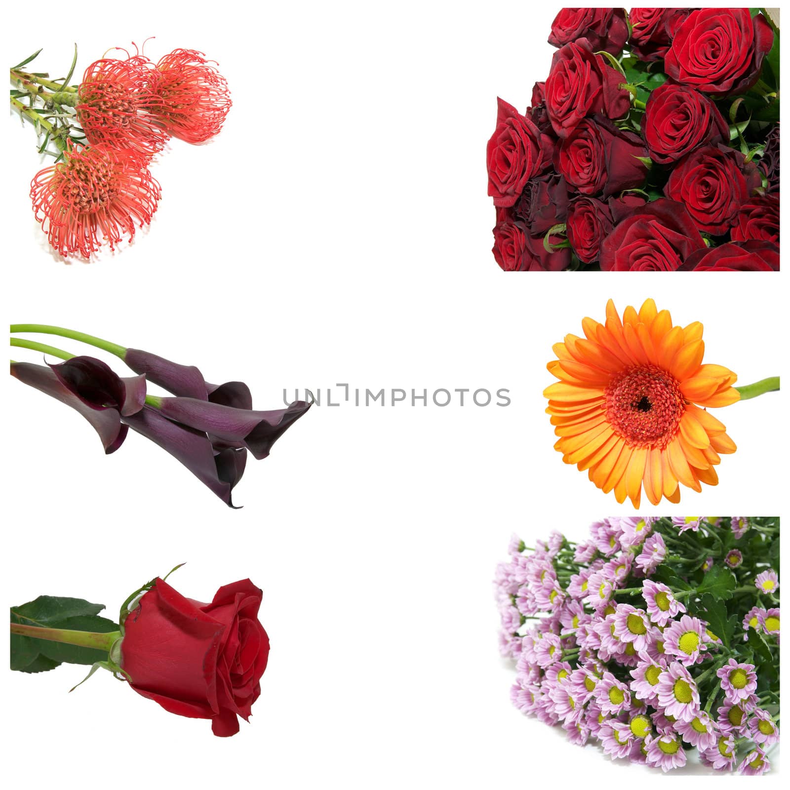 a series of photographs of flowers on a white background