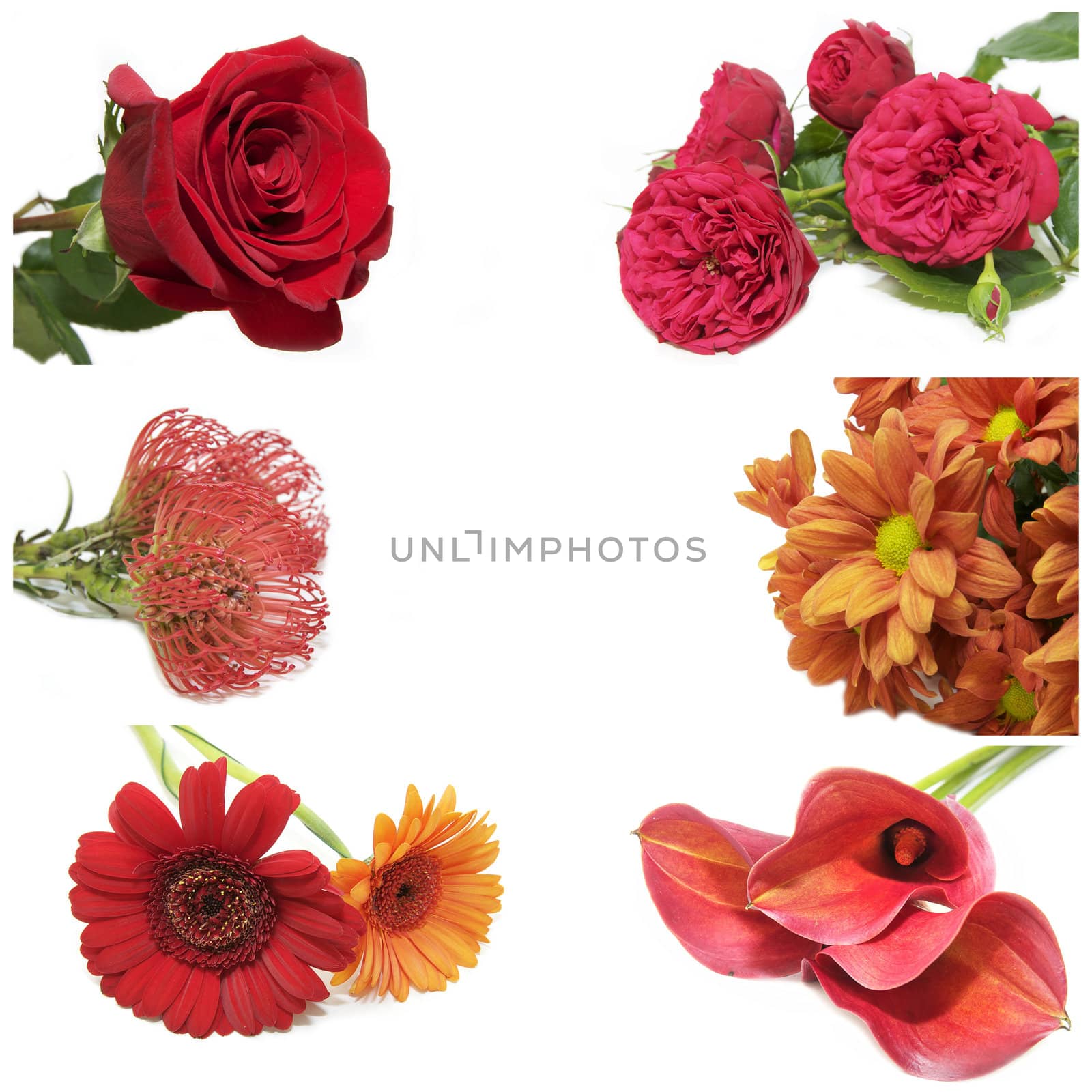 a series of photographs of flowers on a white background