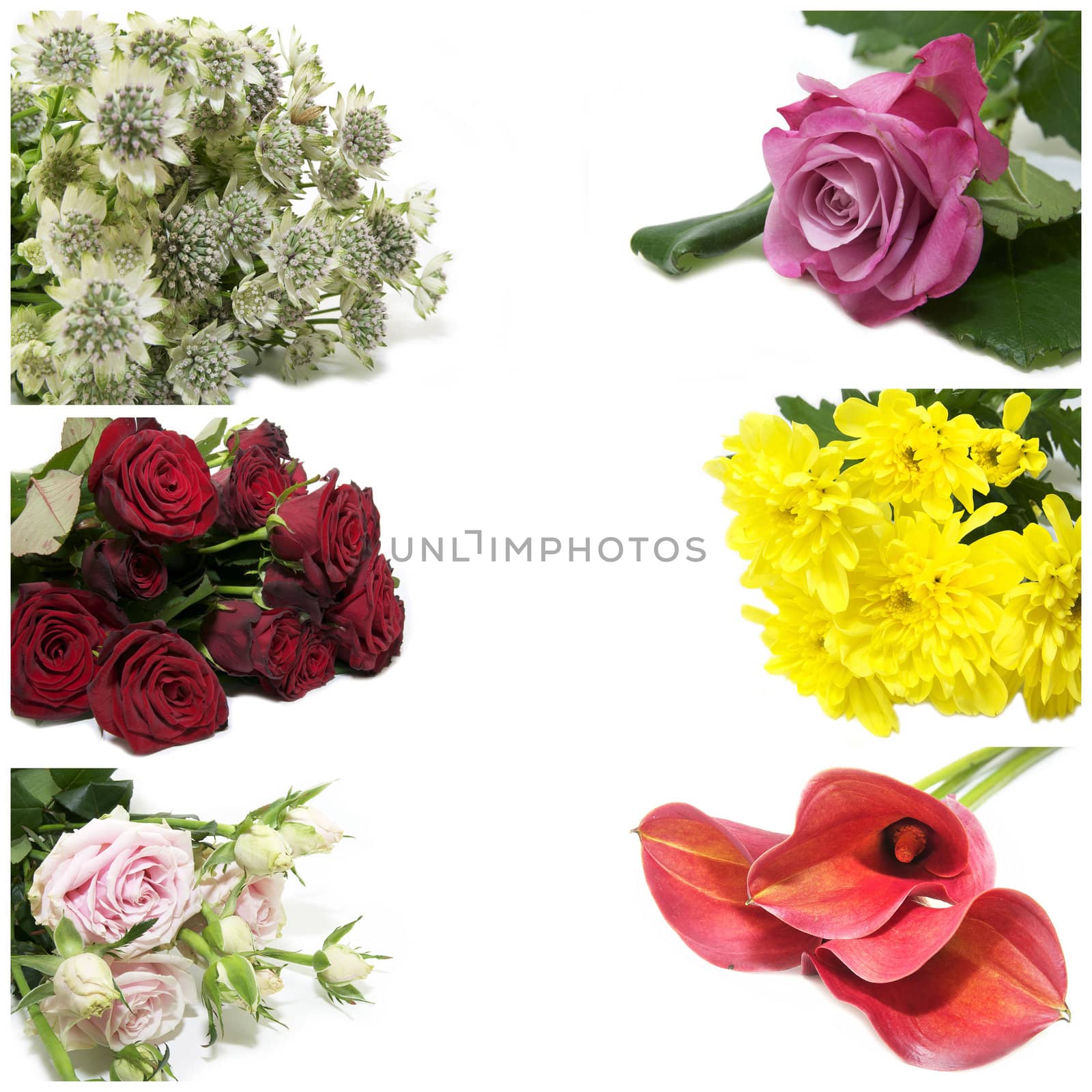 Set photos of flowers