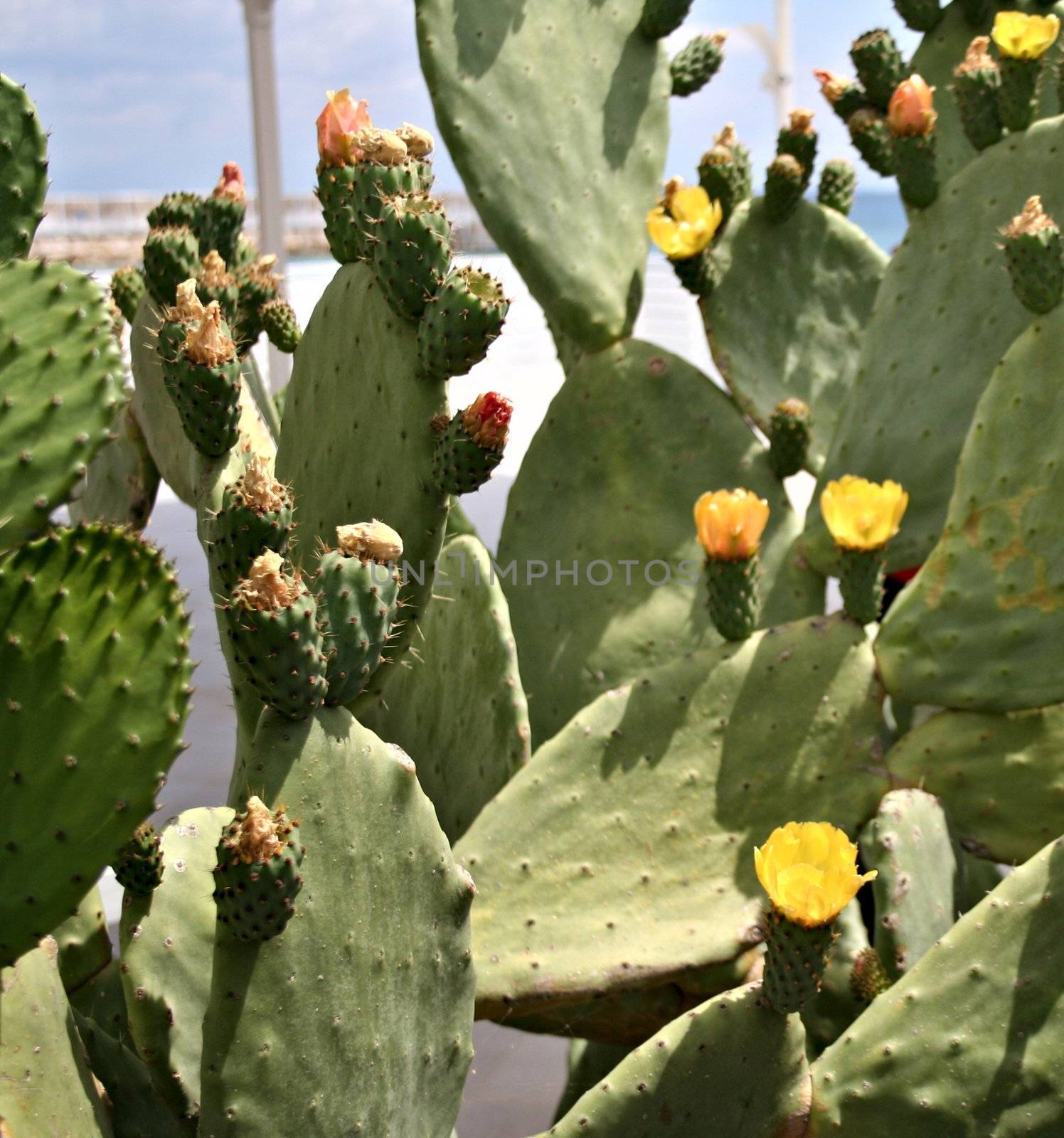 Detail of cactus