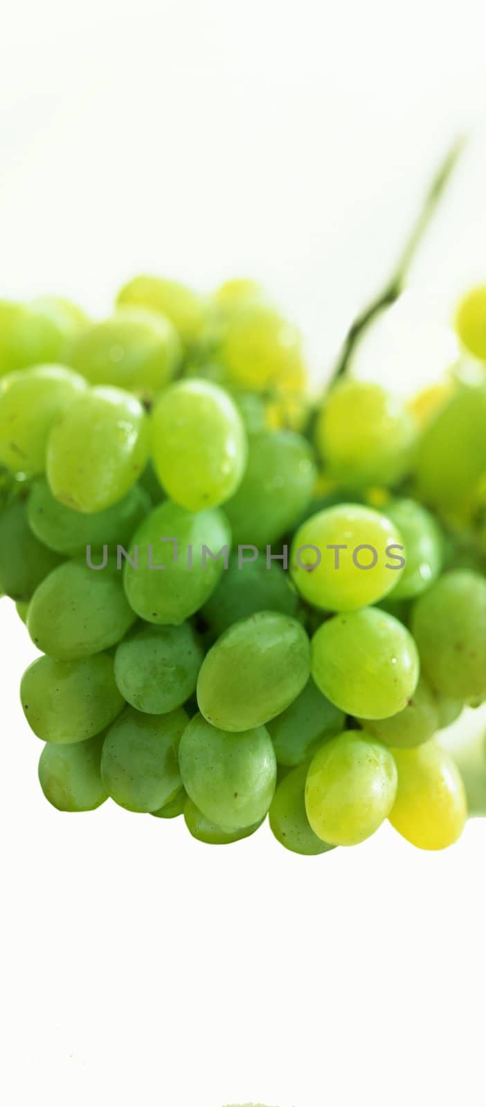 Fresh green grapes. Isolated on white