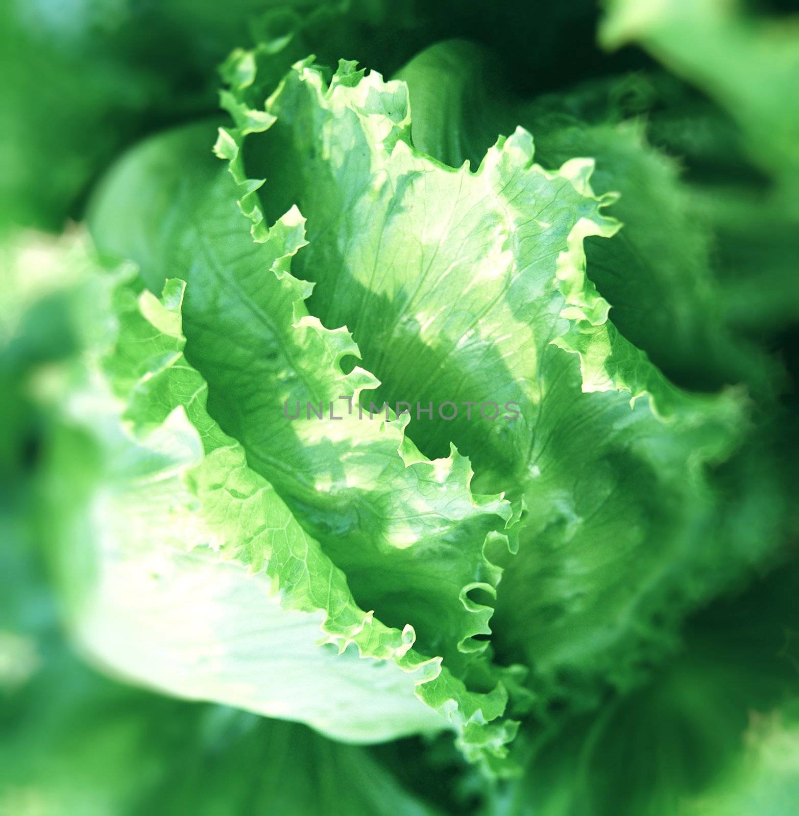 fresh cabbage in the vegetable garden