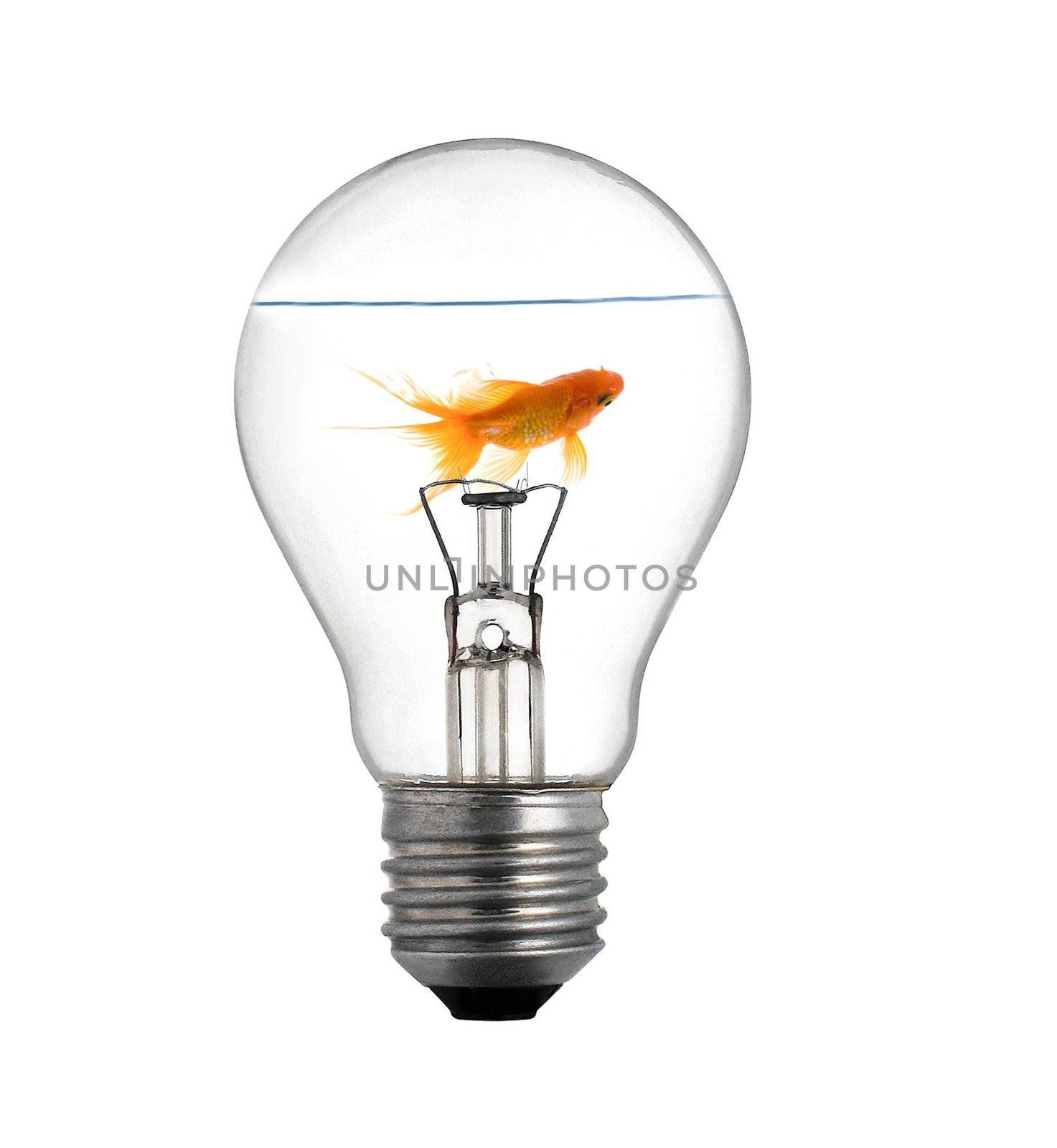 Gold small fish in light bulb on a white background