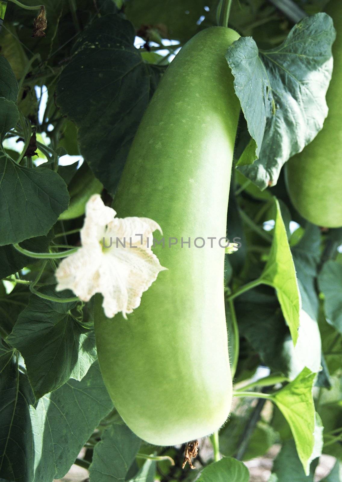 Eggplant in a hothouse