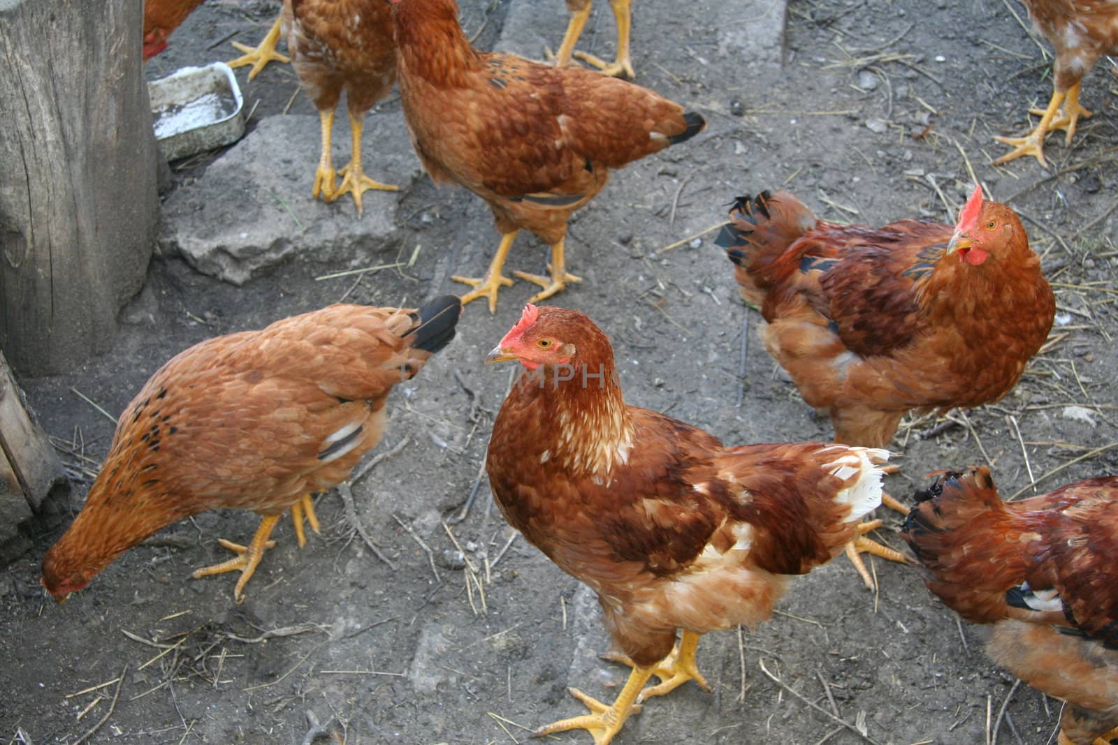 Brown hens with focus on middle hen