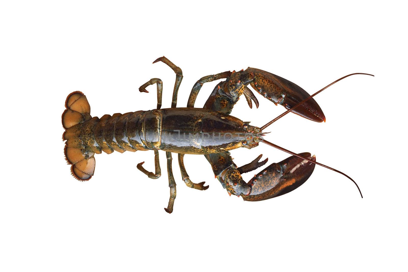 Crayfish isolated on white background
