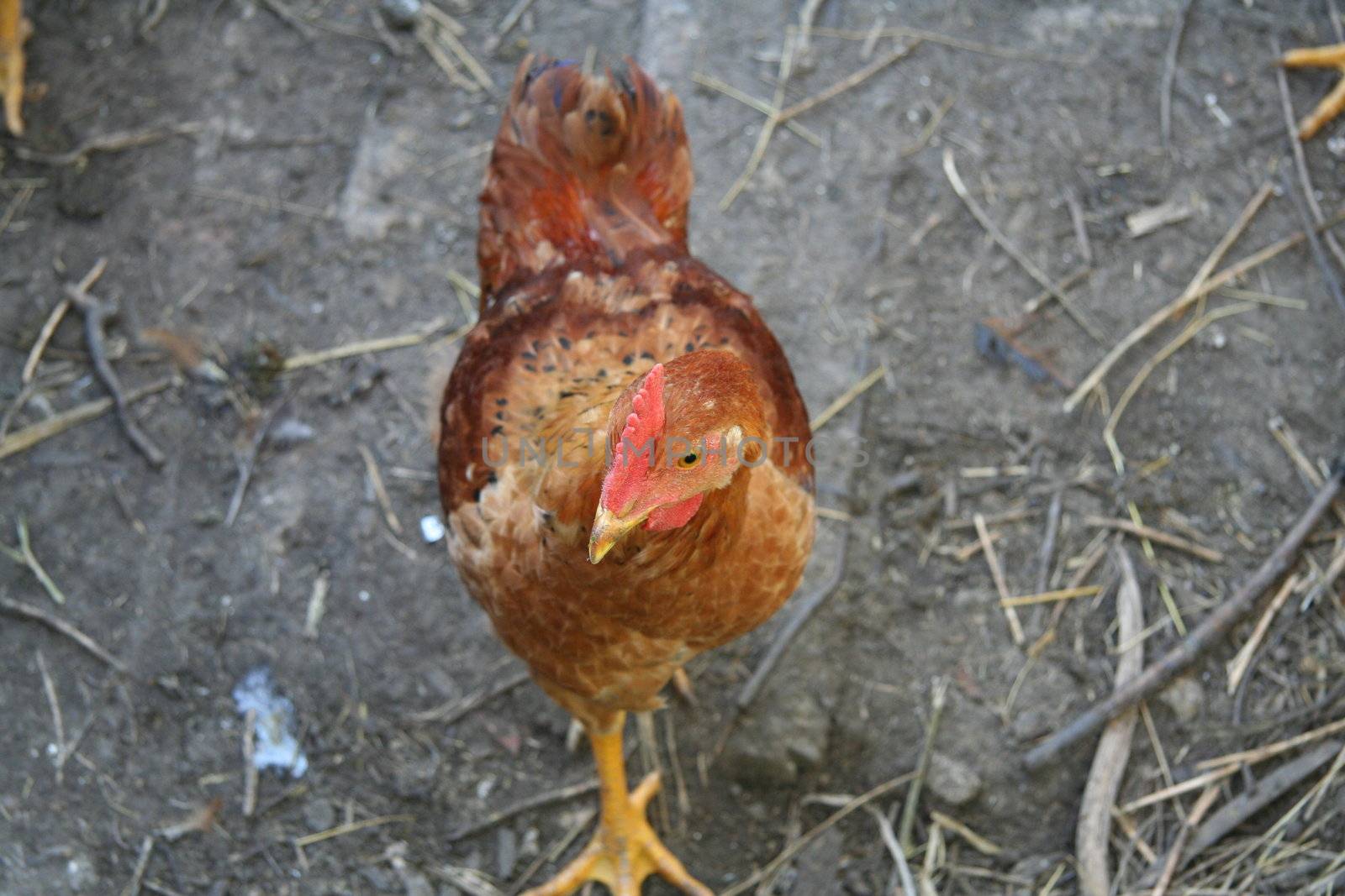 Brown hen