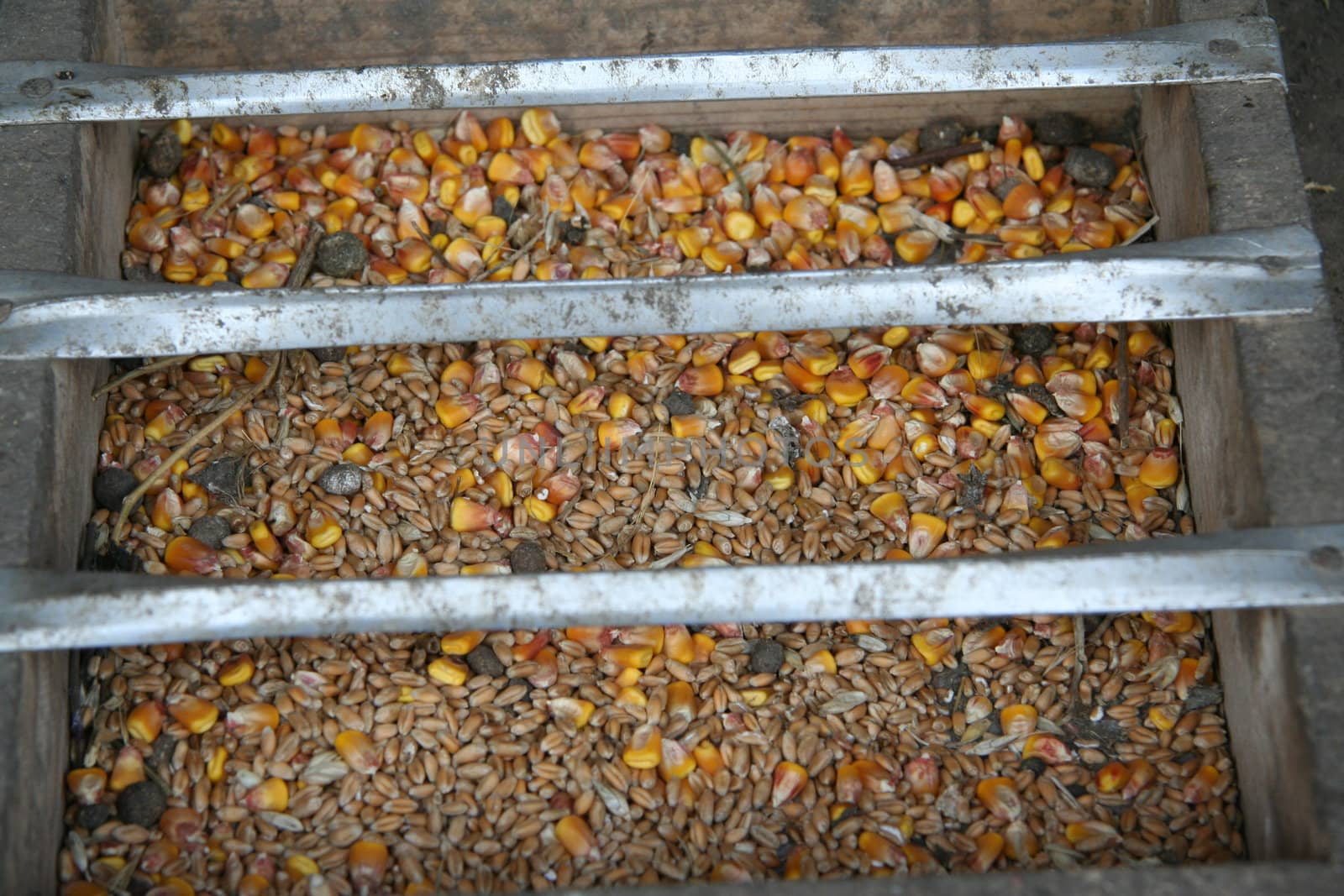 chicken feed