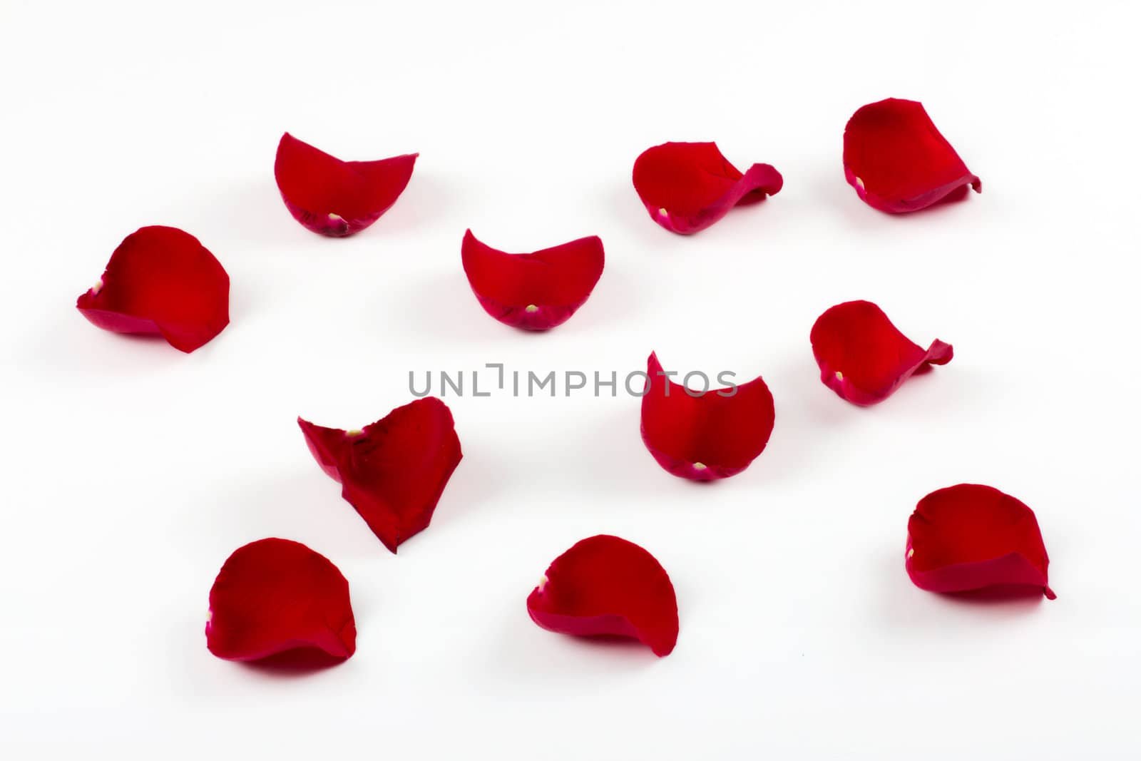 Rose petals isolated on white
