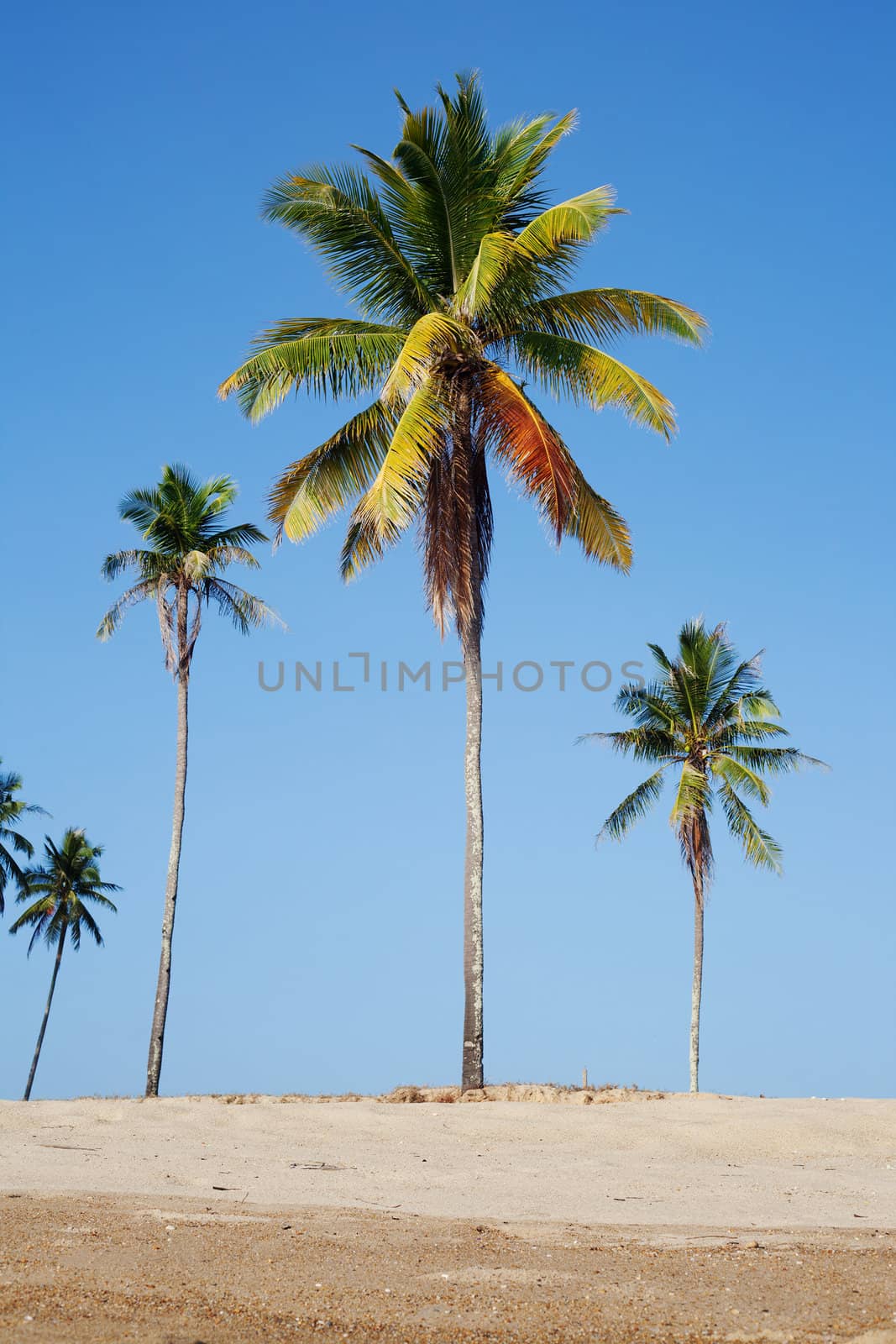 Tropical sand beach with coconut trees