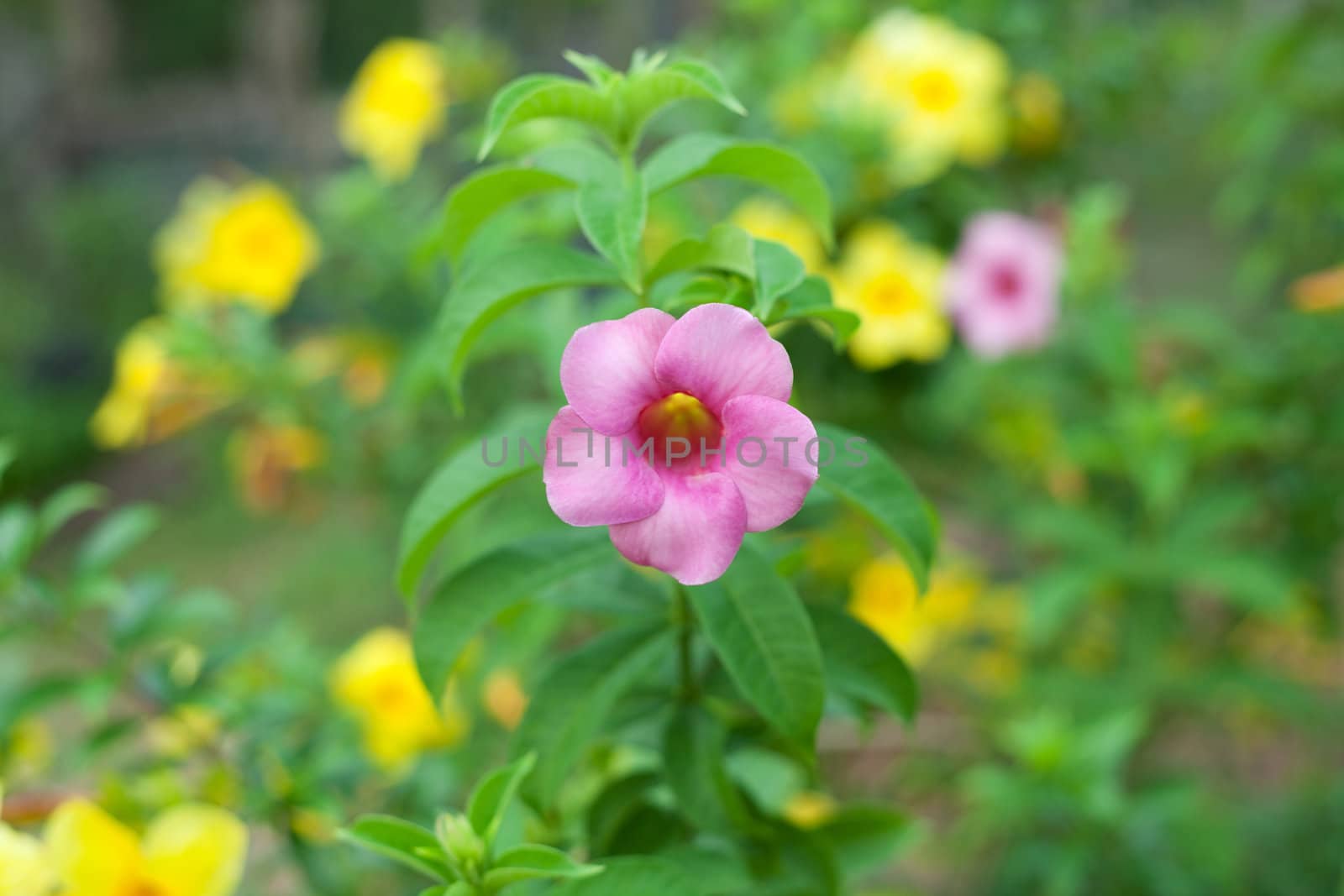 Allamanda flowers