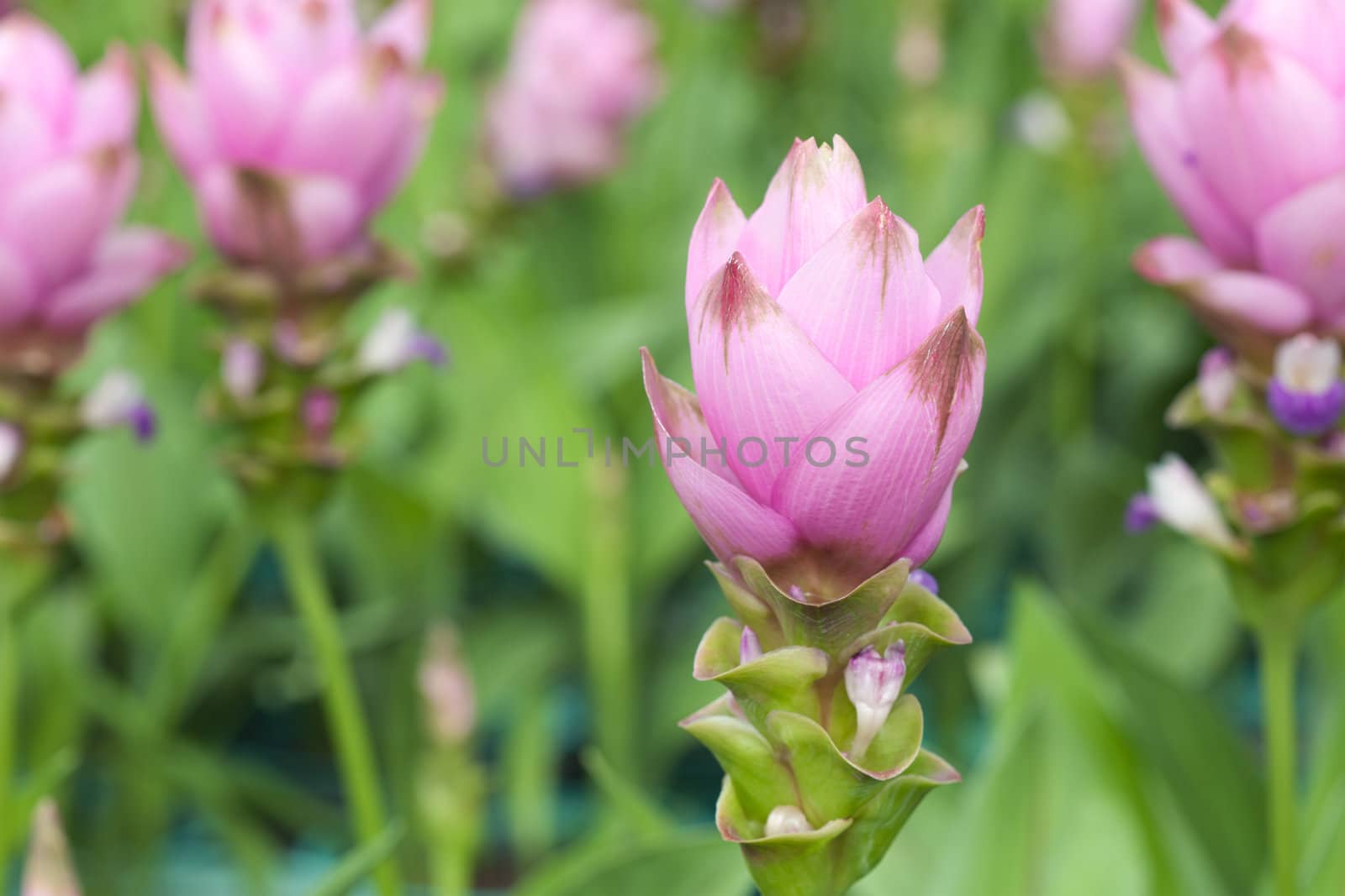 Siam Tulip