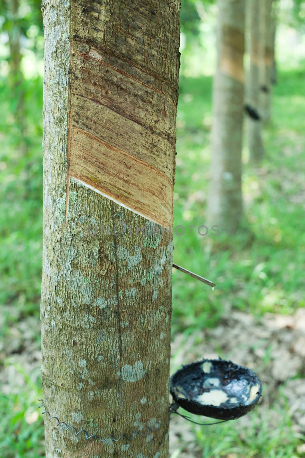 Rubber tree