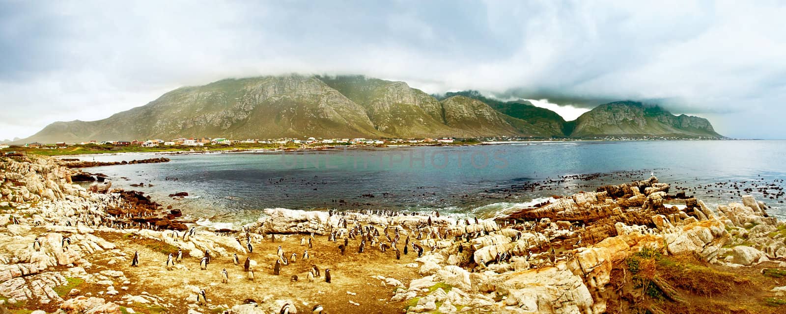 Panoramic landscape with penguins by Anna_Omelchenko