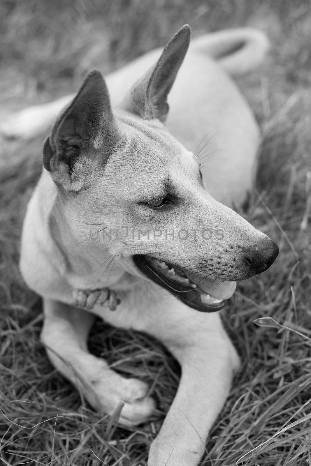 Black and white dog