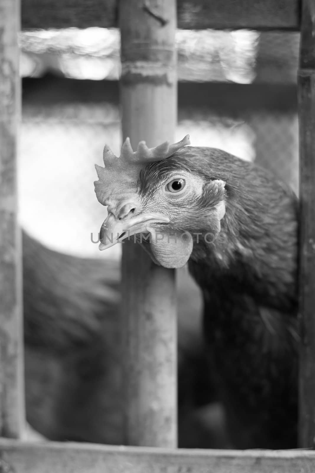 Chickens in a bamboo cage