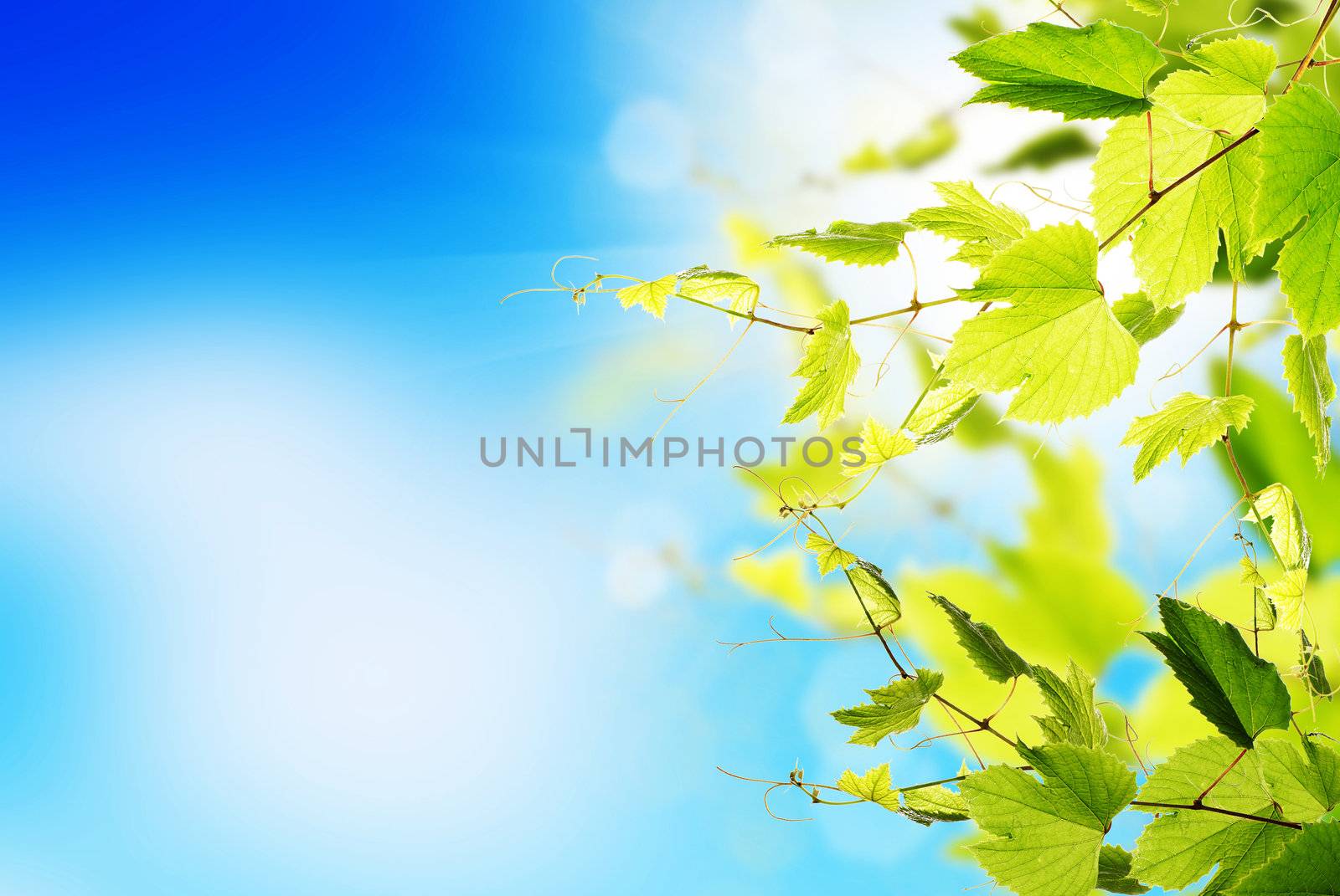Nature summer background by sergey150770SV