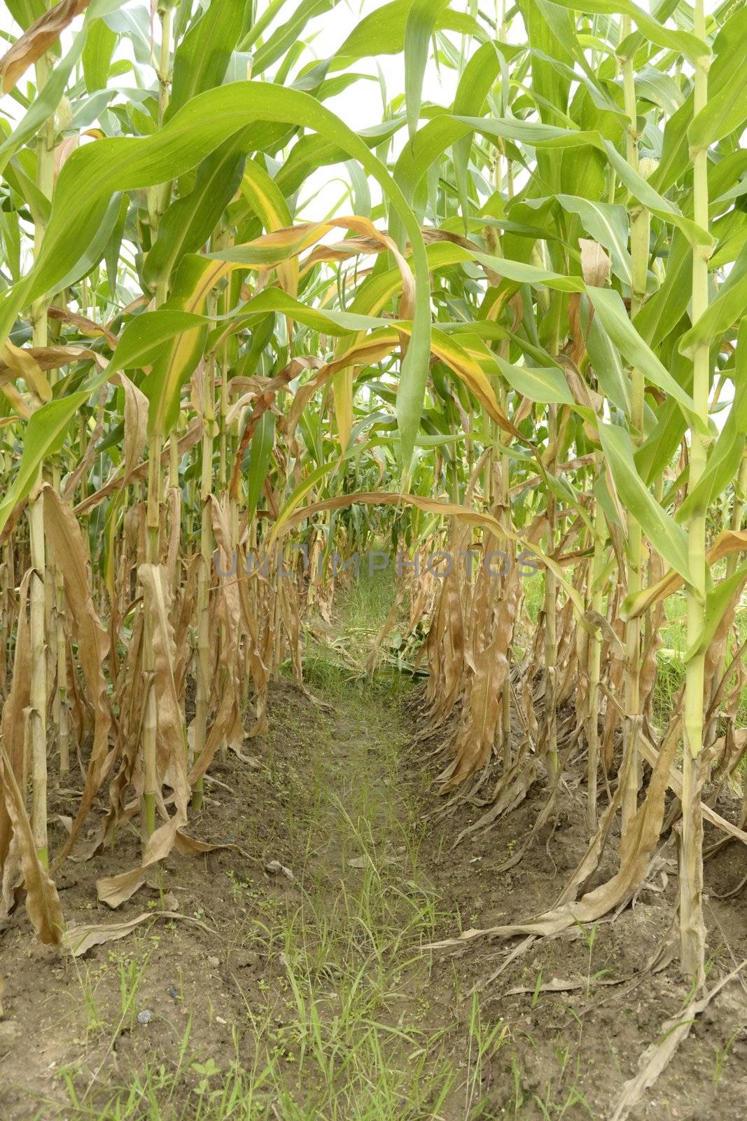 a pictue of green corn field in thailand