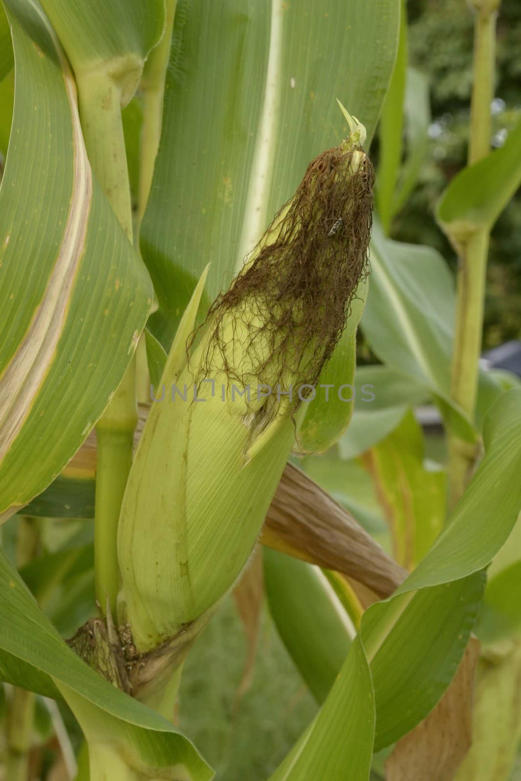 a pictue of green corn close up in thailand