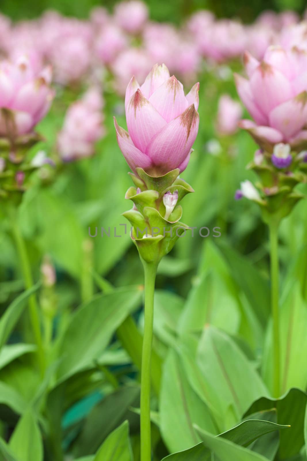 Siam Tulip