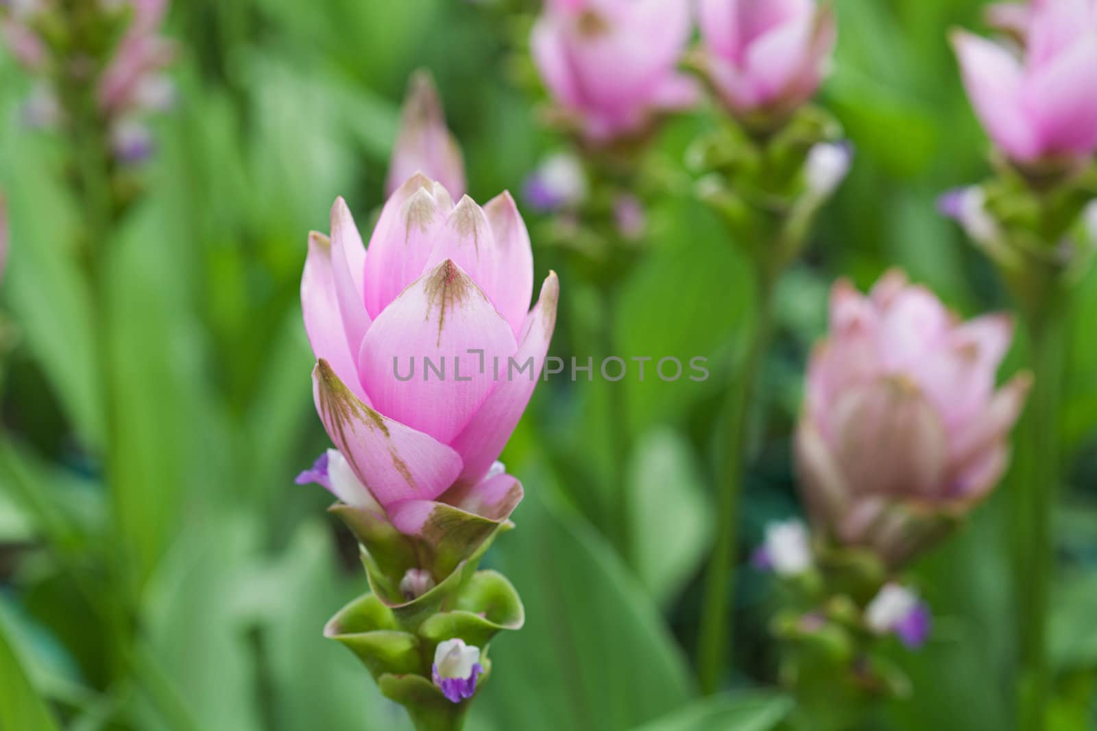 Siam Tulip