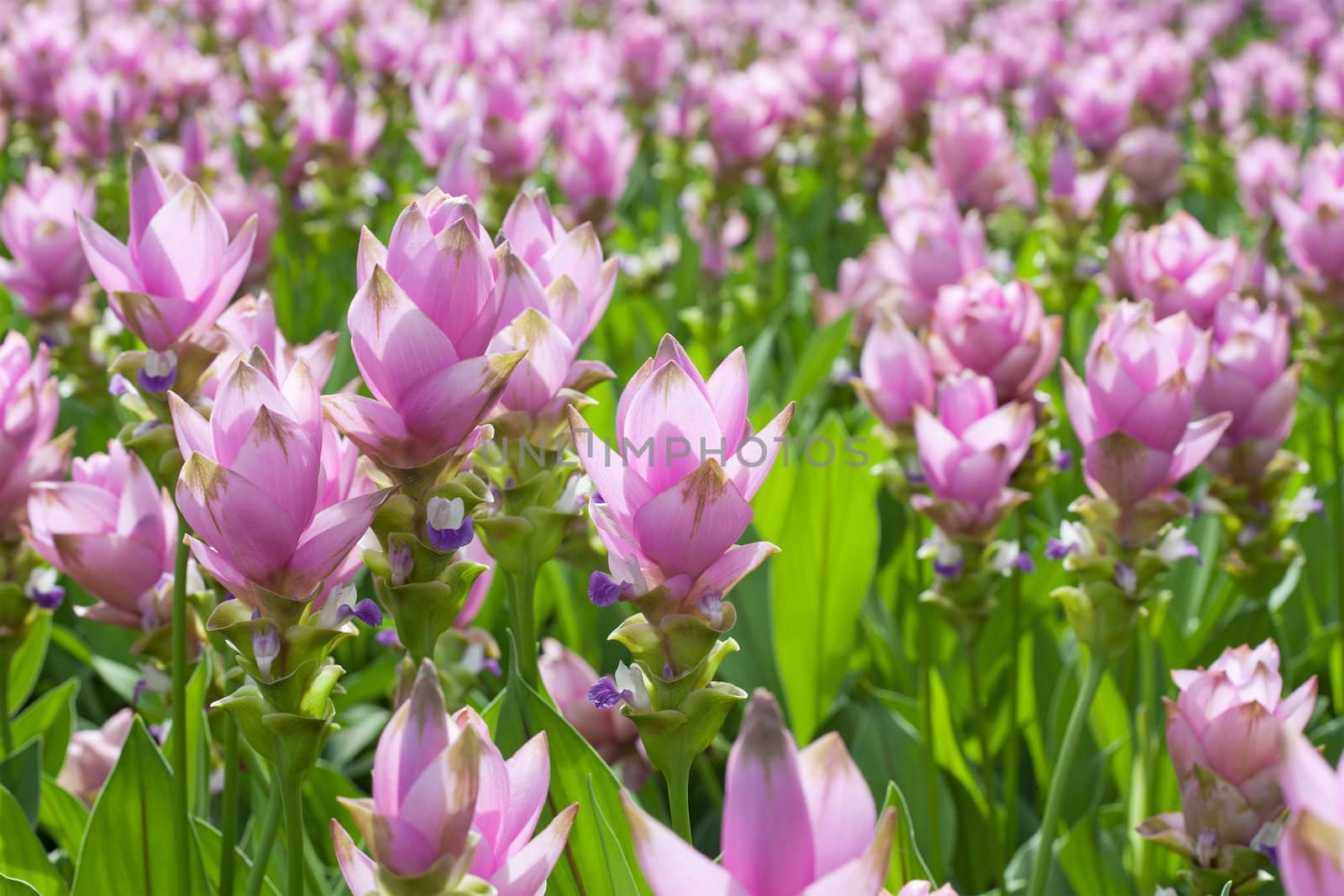 Siam tulip flower